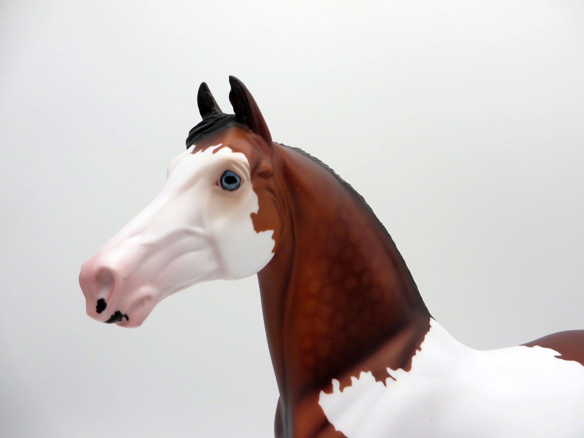 Neige-OOAK Dapple Bay Paint Morgan SHCF 2021