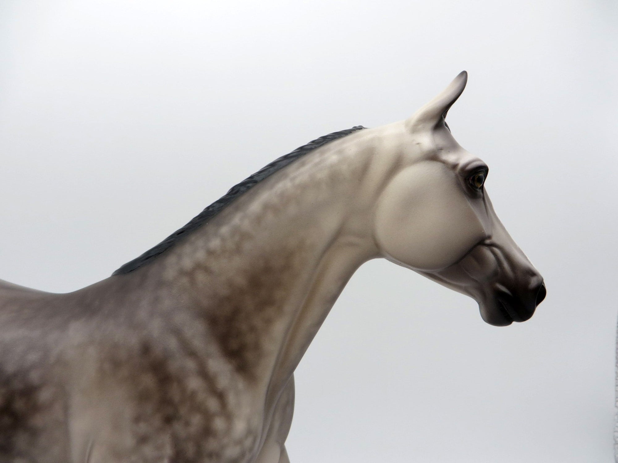 Night Fever-OOAK Dusty Buckskin Palouse Painted by Sheryl Leisure 7/26/21