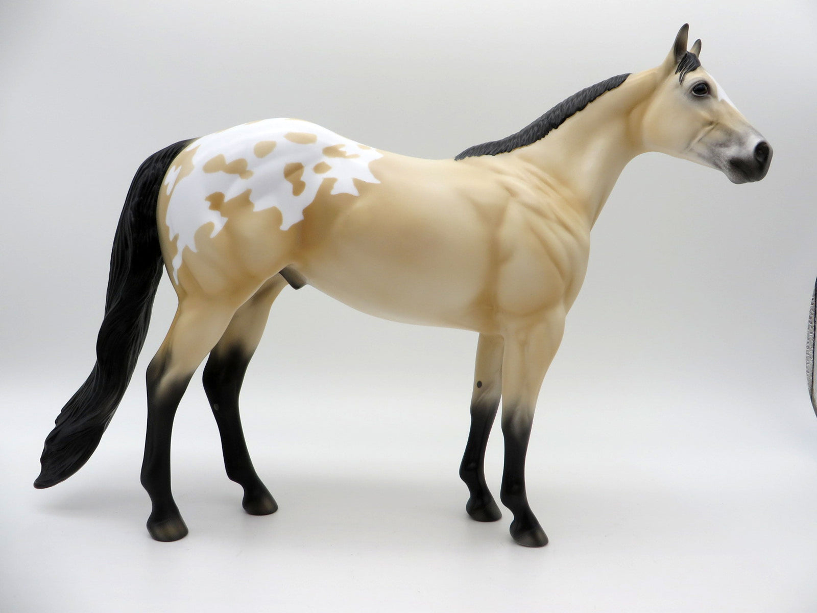 NOLAN-OOAK BUCKSKIN APPALOOSA ISH SHCF 2021
