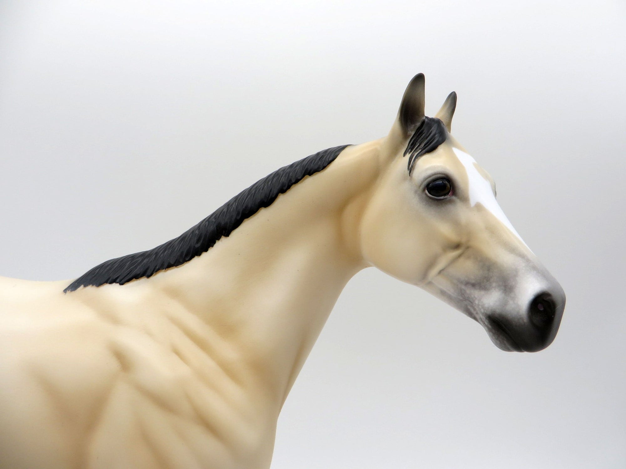 NOLAN-OOAK BUCKSKIN APPALOOSA ISH SHCF 2021