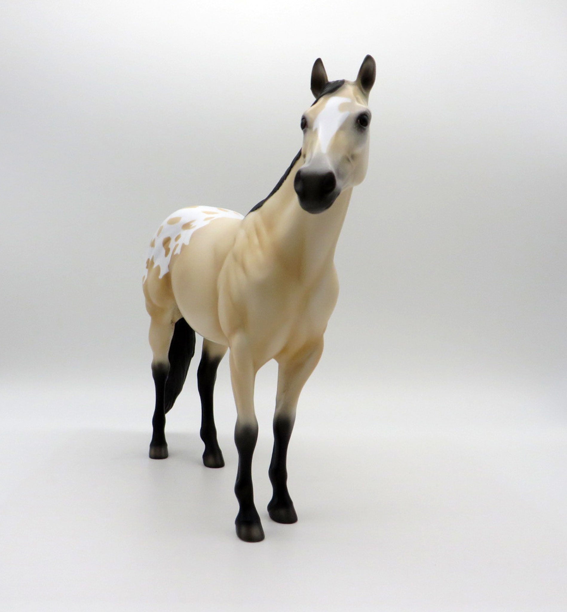 NOLAN-OOAK BUCKSKIN APPALOOSA ISH SHCF 2021