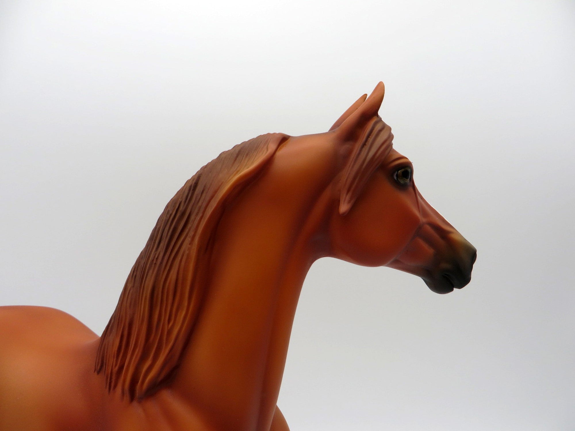 Ophiuchus-OOAK Chestnut Paint Morgan  SHCF 2021