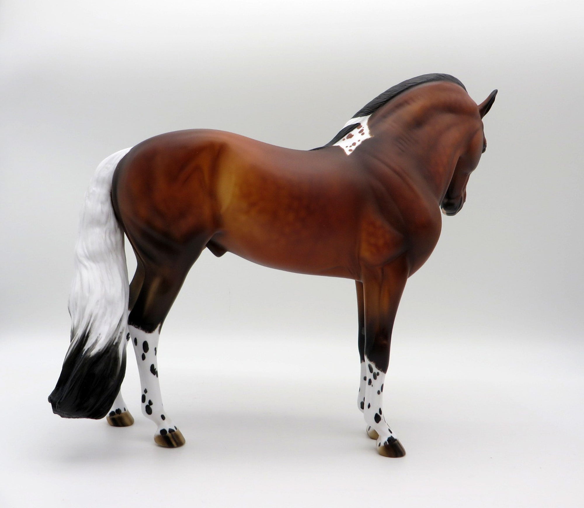 Pluie-OOAK Bay Pintaloosa Andalusian SHCF 21