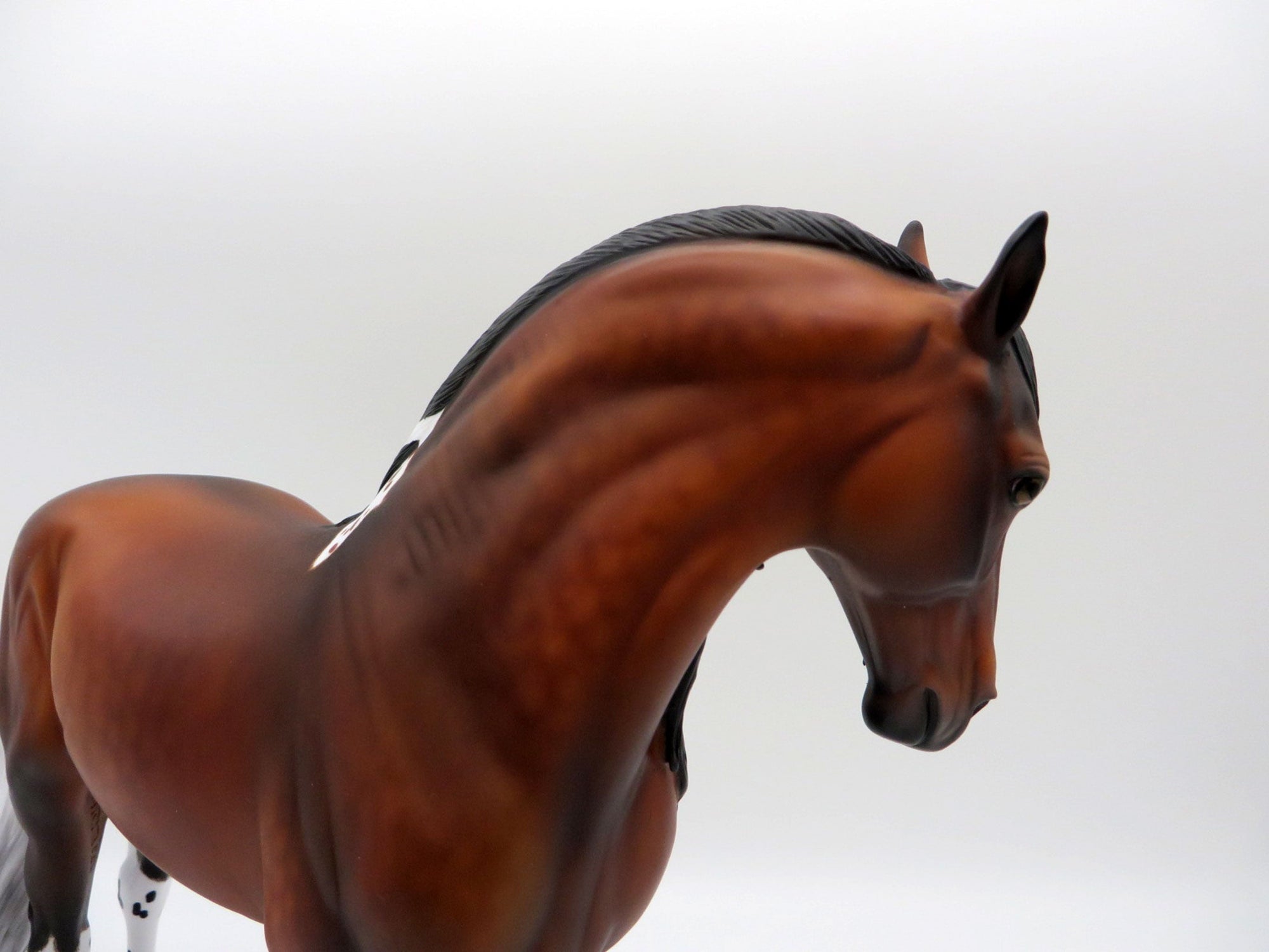 Pluie-OOAK Bay Pintaloosa Andalusian SHCF 21