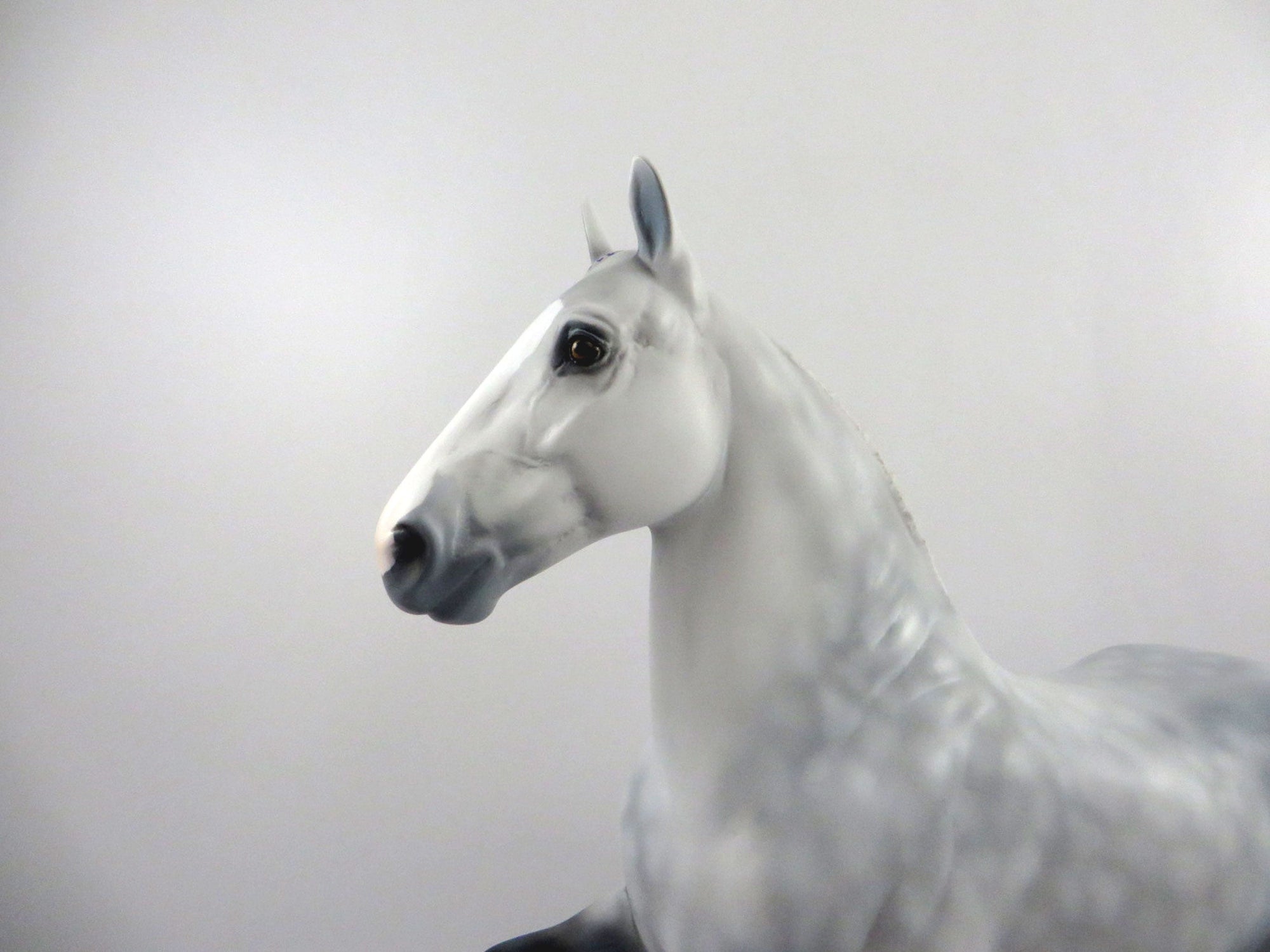 Paddie-OOAK Dapple Grey Trotting Draft 2/26/21