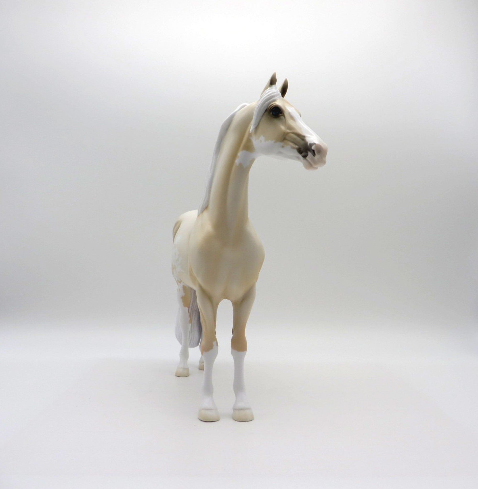 Pale Flower-OOAK Pale Palomino Morgan  SHCF 2021