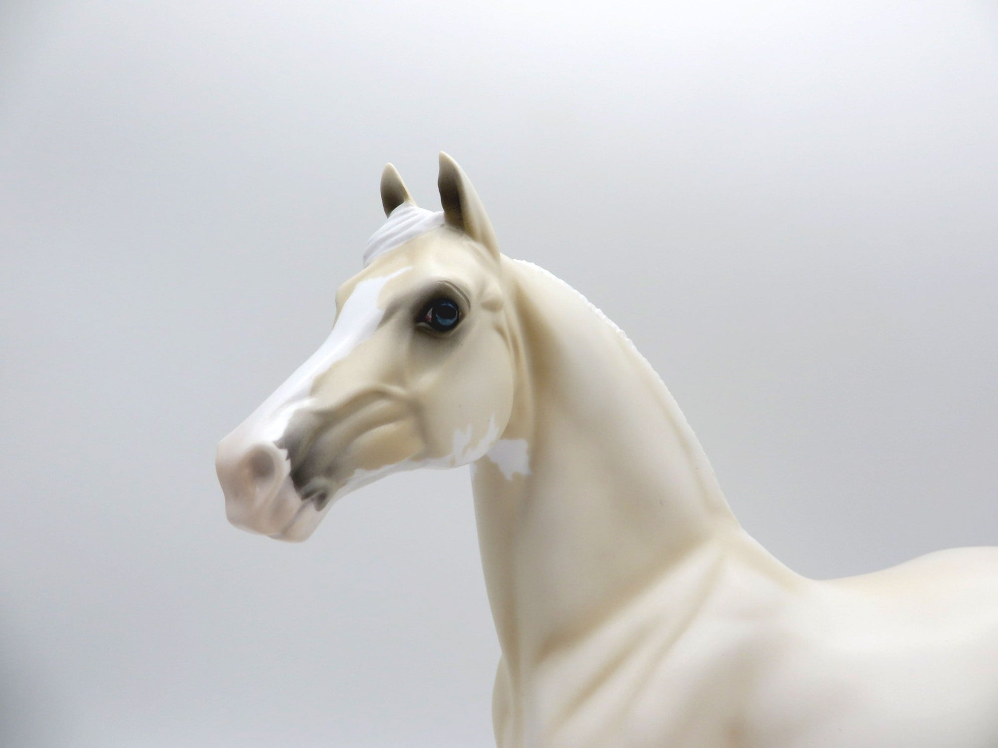 Pale Flower-OOAK Pale Palomino Morgan  SHCF 2021