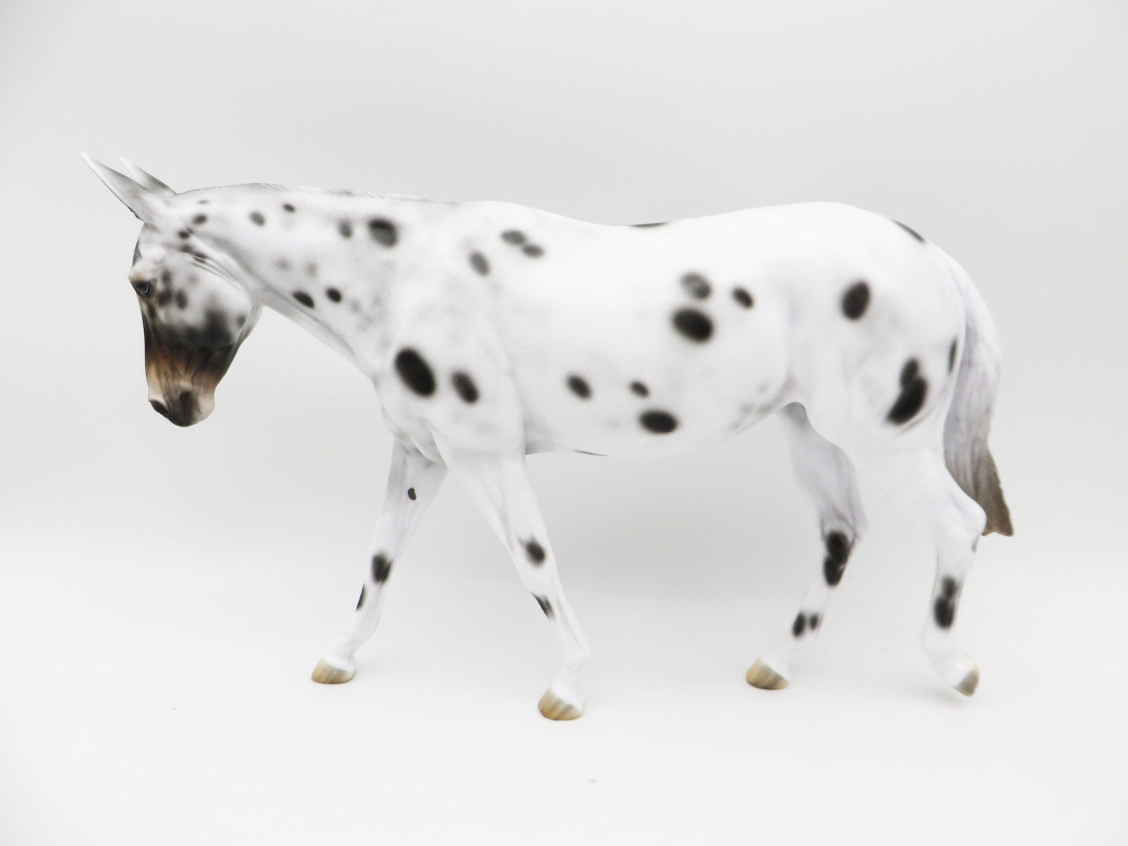 Partridge - OOAK - Bay Apaloosa Mule By Jess Hamill - CT22