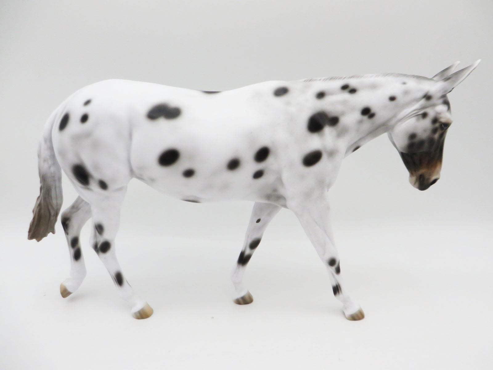 Partridge - OOAK - Bay Apaloosa Mule By Jess Hamill - CT22