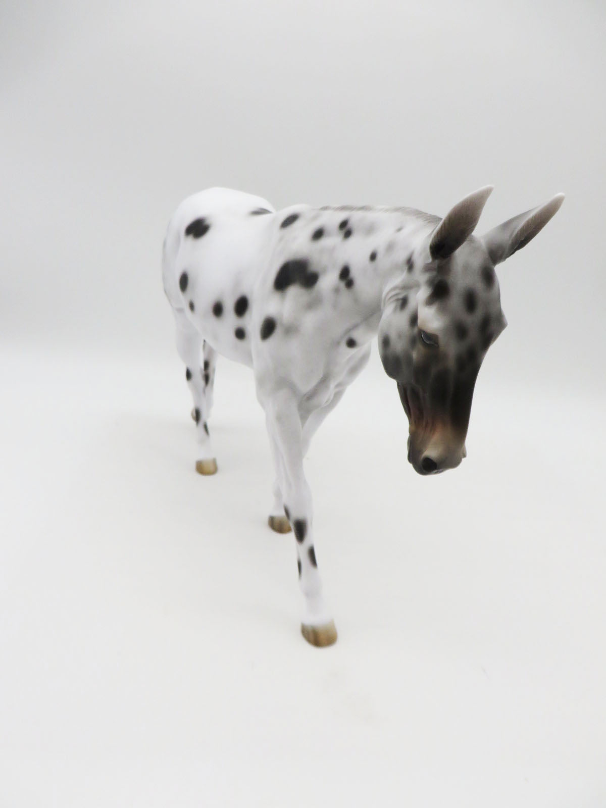 Partridge - OOAK - Bay Apaloosa Mule By Jess Hamill - CT22