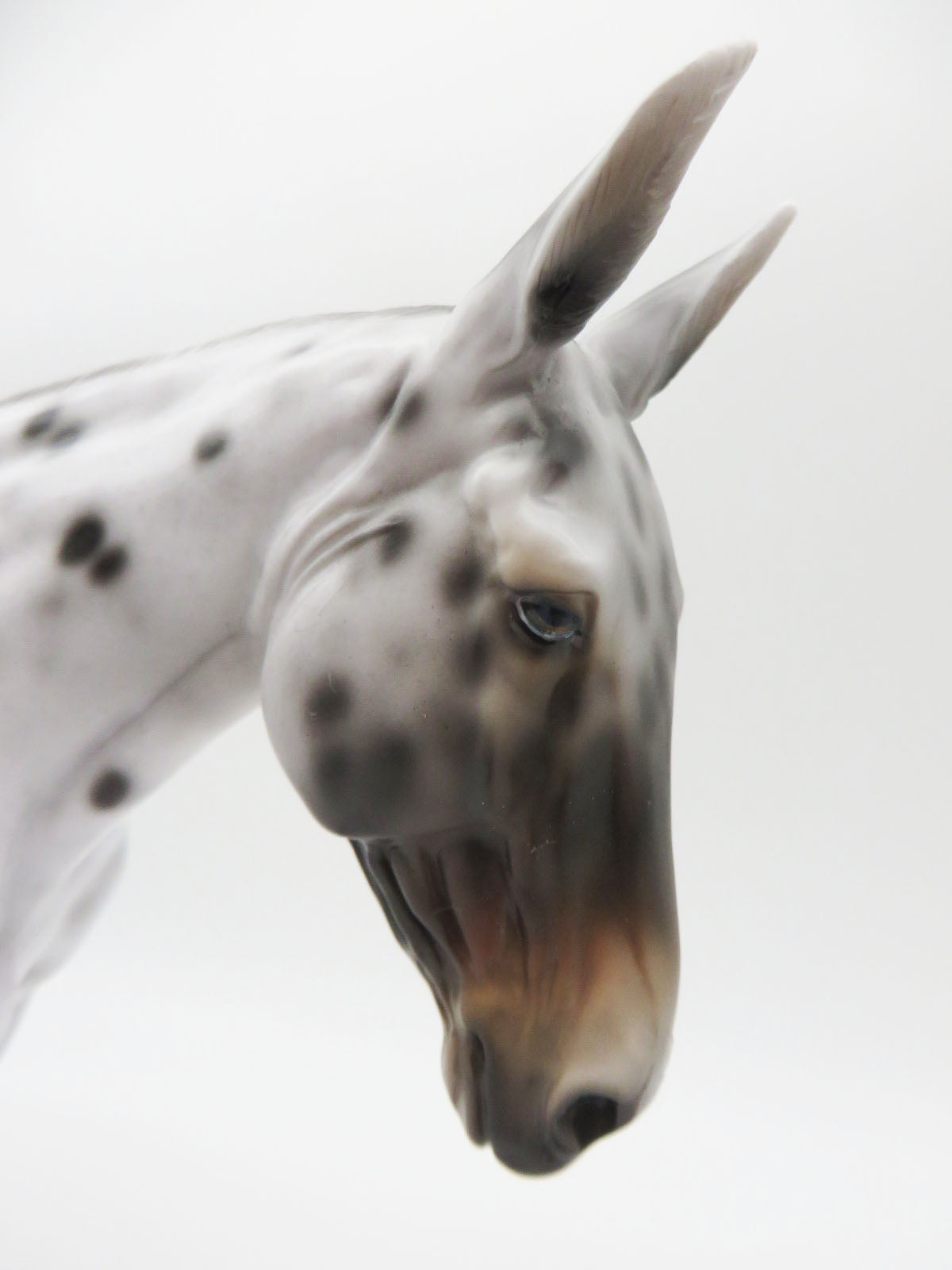 Partridge - OOAK - Bay Apaloosa Mule By Jess Hamill - CT22