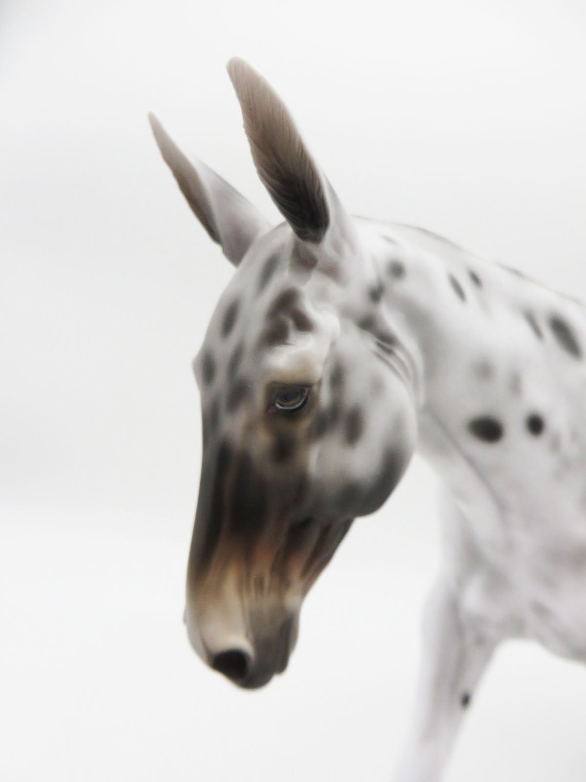 Partridge - OOAK - Bay Apaloosa Mule By Jess Hamill - CT22