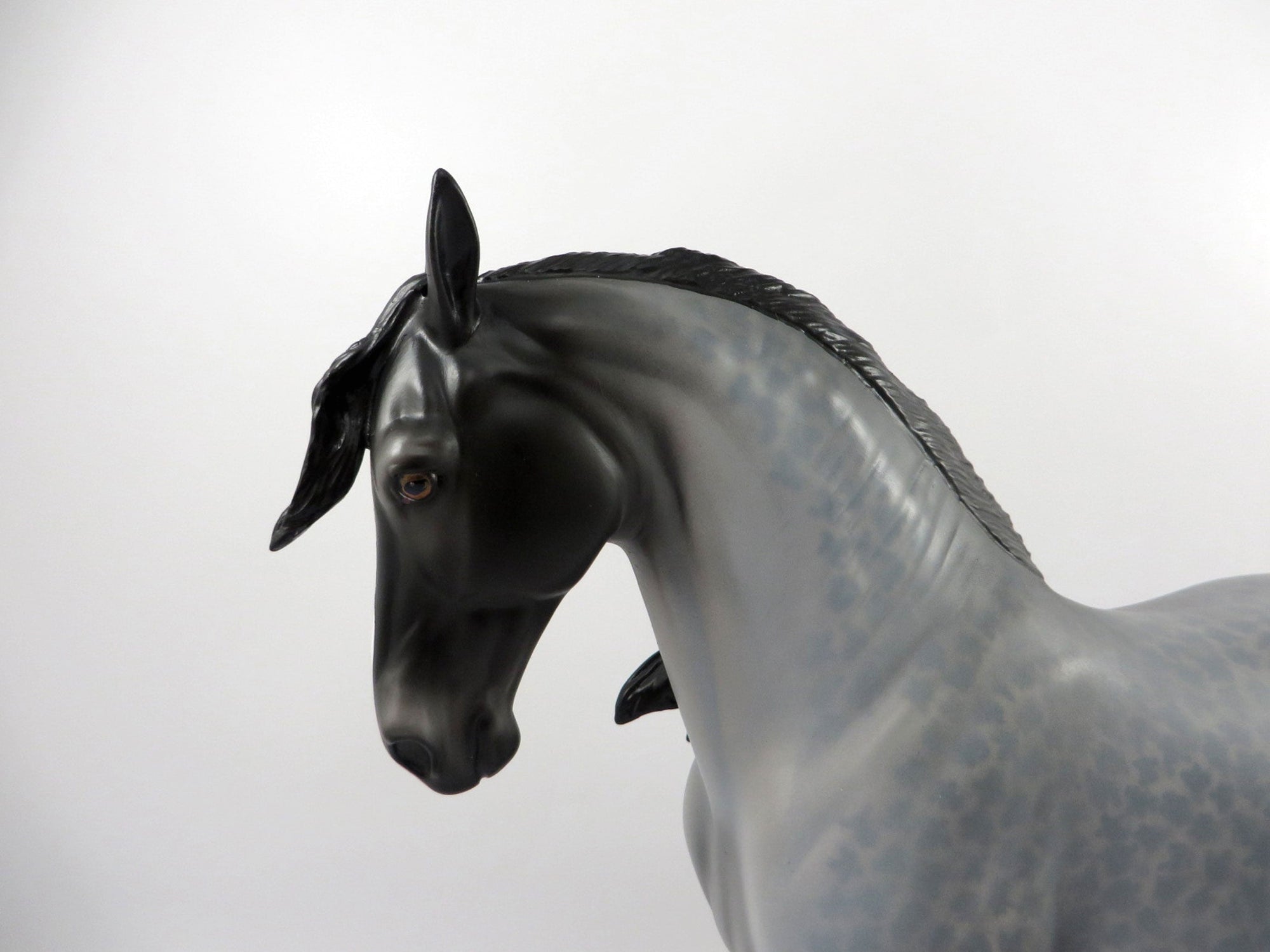 Passport-OOAK Reversed Dapple Roan Andalusian Painted By Audrey Dixon 3/12/21