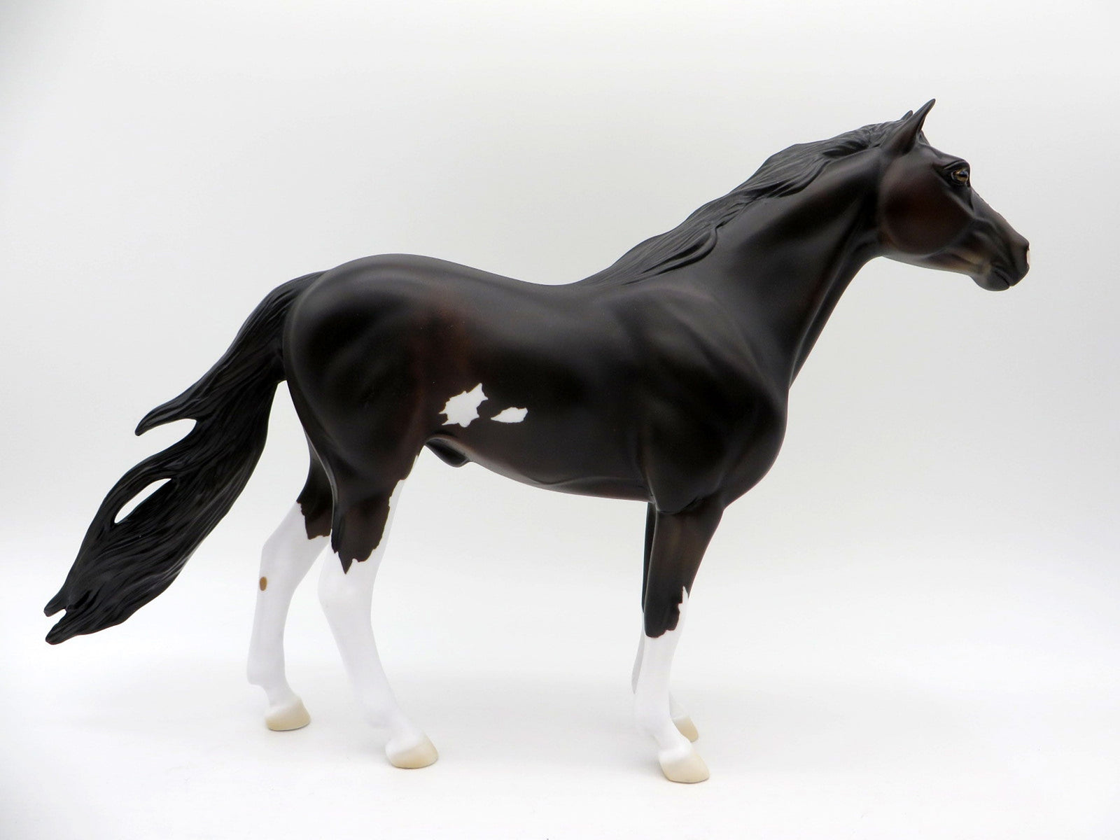 Perseus-OOAK Bay Pinto Mustang  SHCF 2021