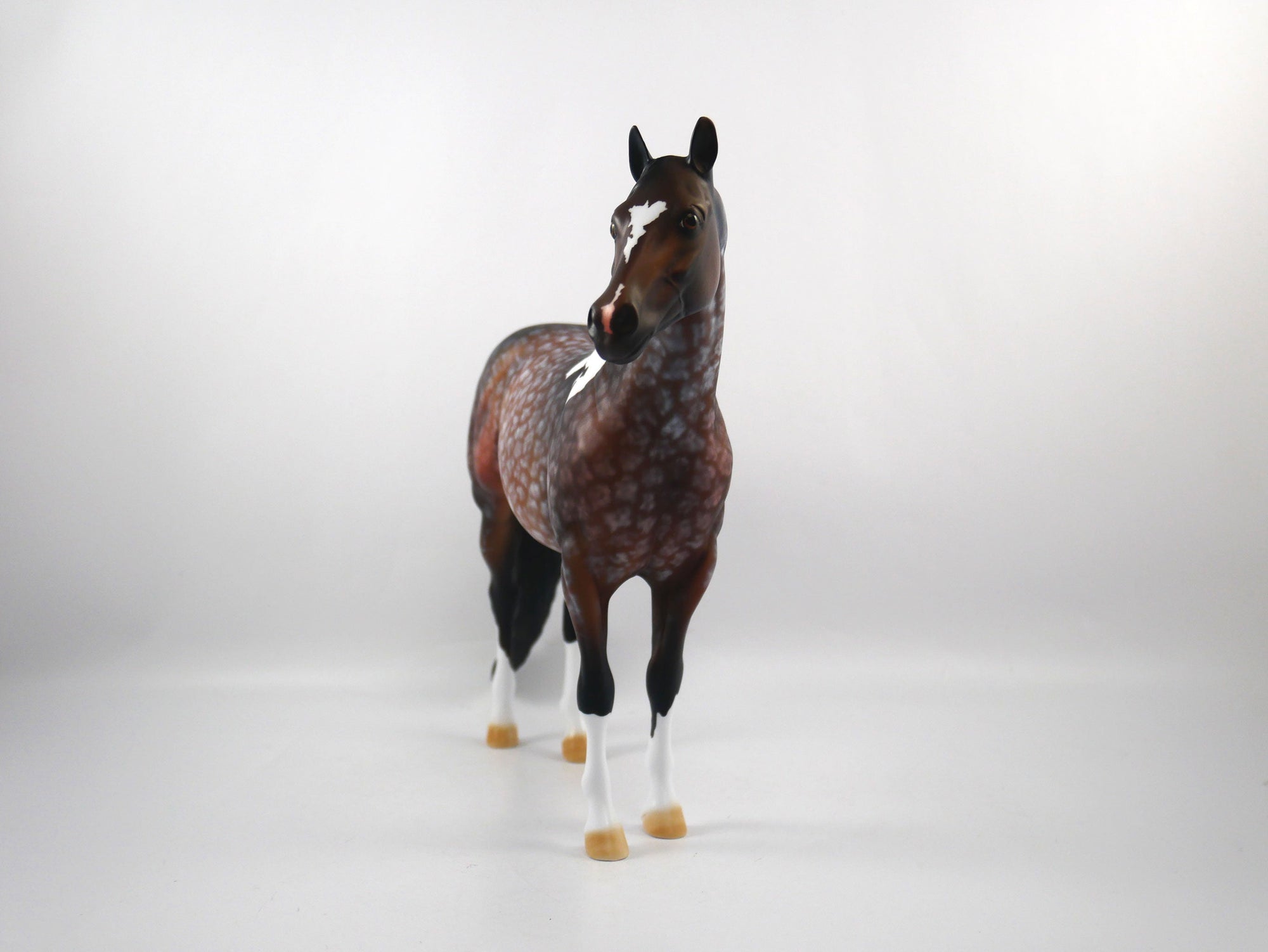 Quarterback Sack-OOAK Star Dapple Bay Paint ISH SB 21