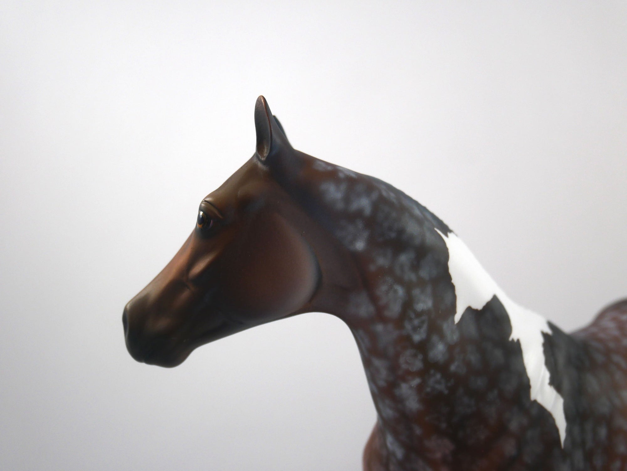 Quarterback Sack-OOAK Star Dapple Bay Paint ISH SB 21