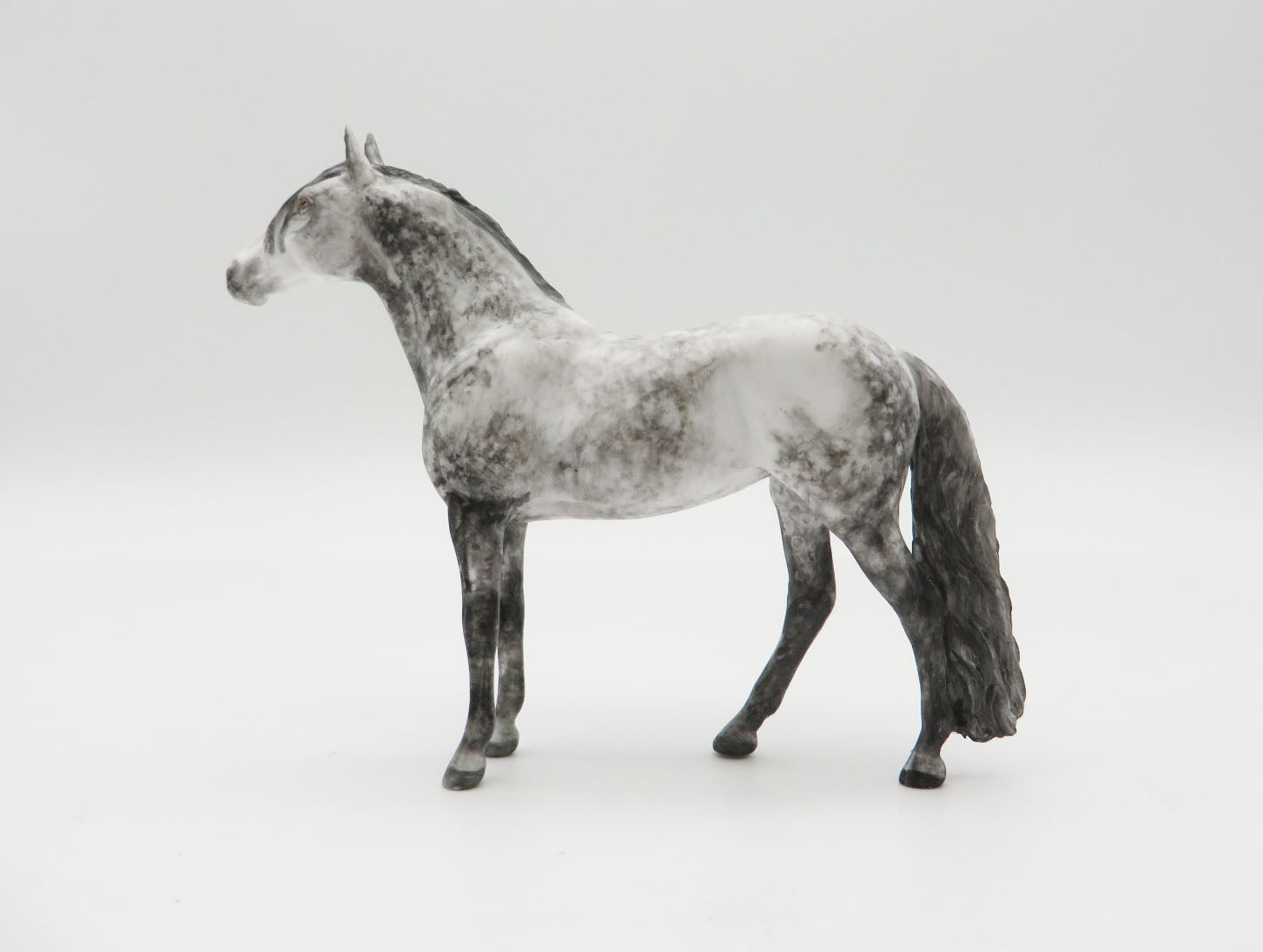 RAINIER - OOAK Dapple Grey Andalusian Chip LHS 22