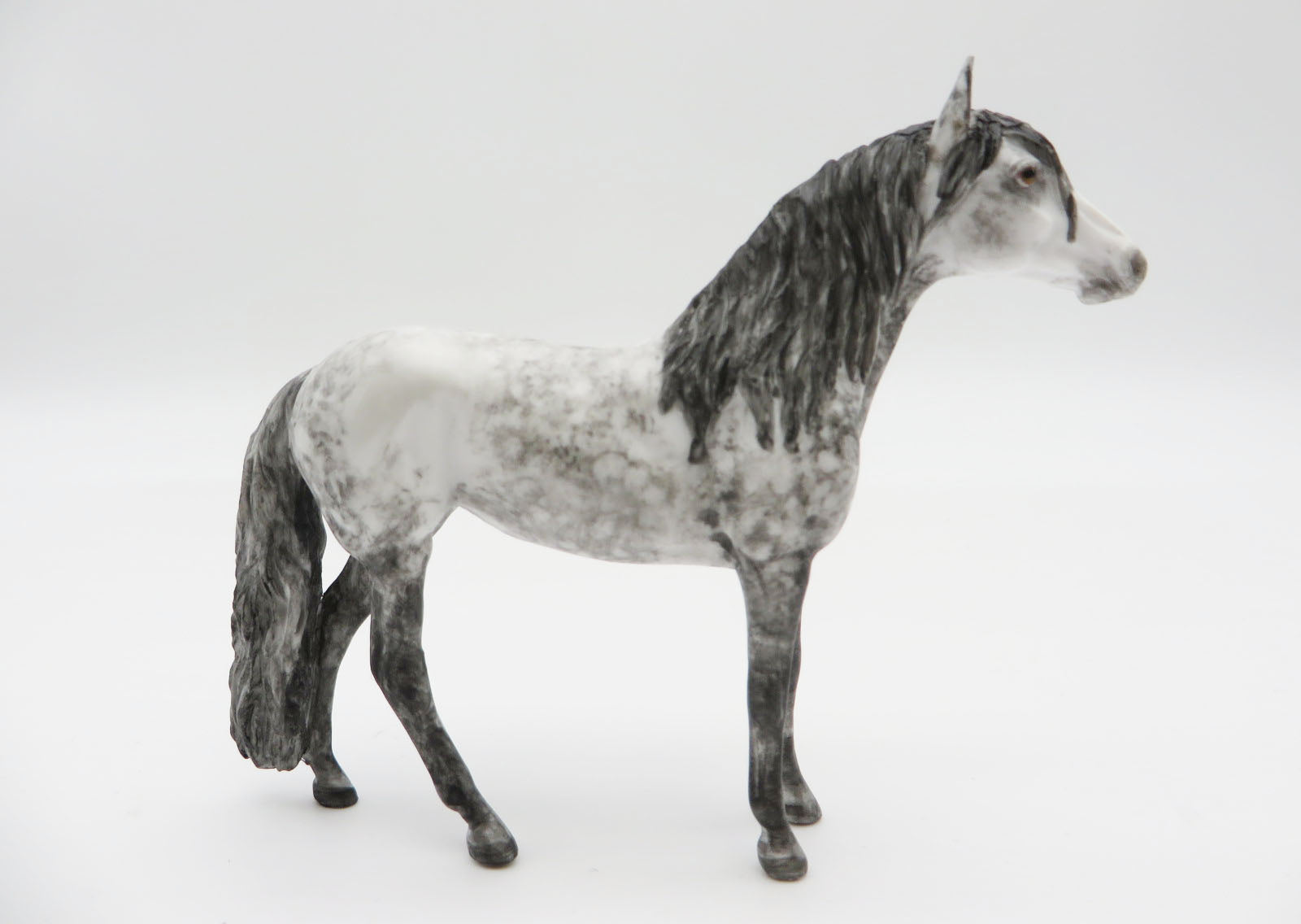 RAINIER - OOAK Dapple Grey Andalusian Chip LHS 22