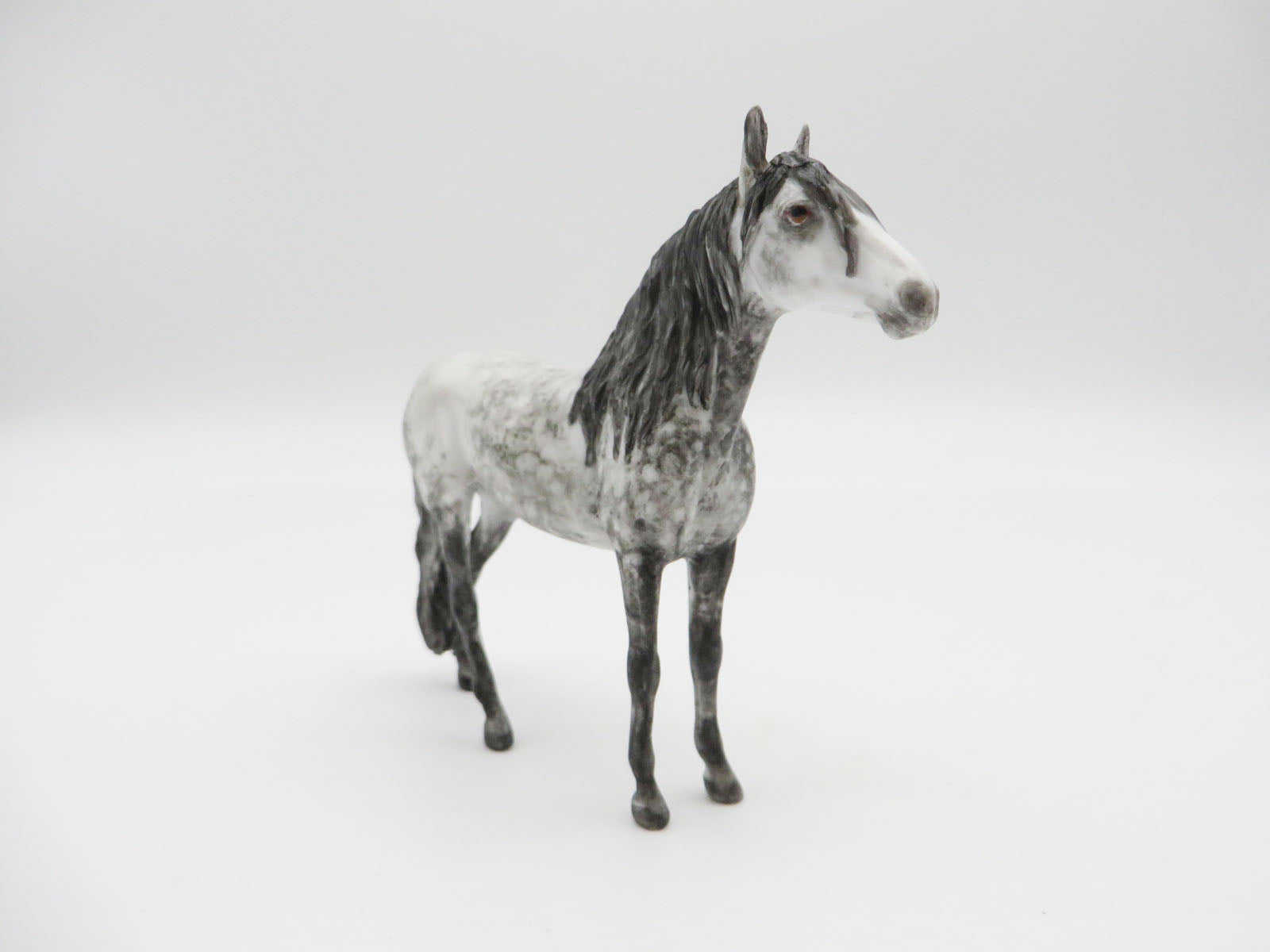RAINIER - OOAK Dapple Grey Andalusian Chip LHS 22