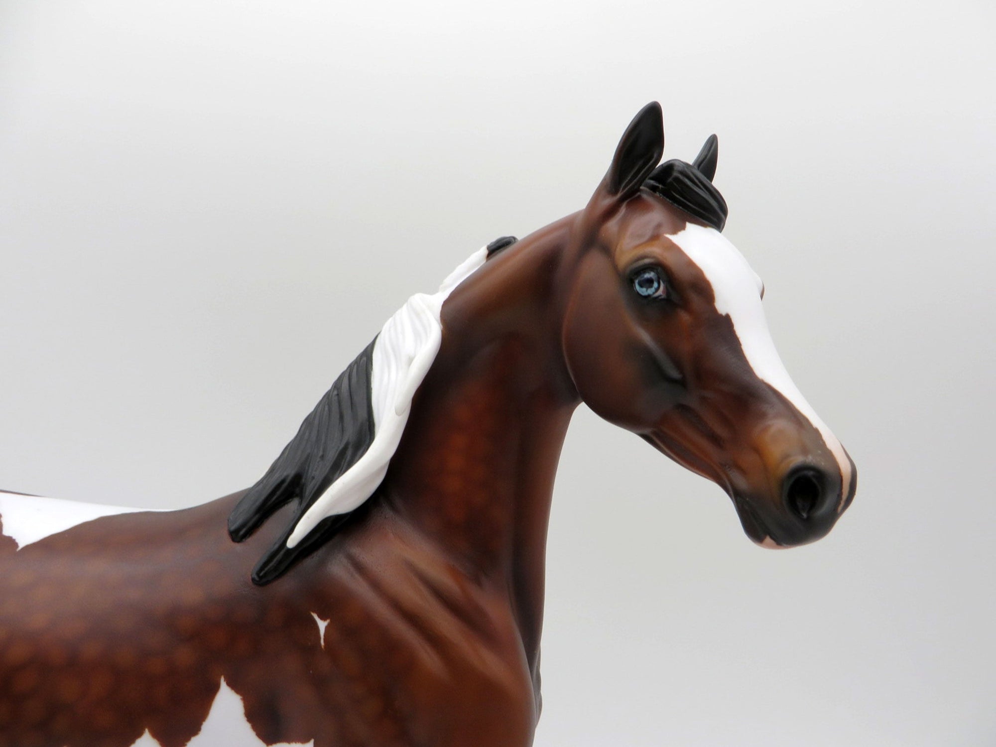 Raiden-OOAK Dapple Bay Pinto Arabian Mare SHCF 2021