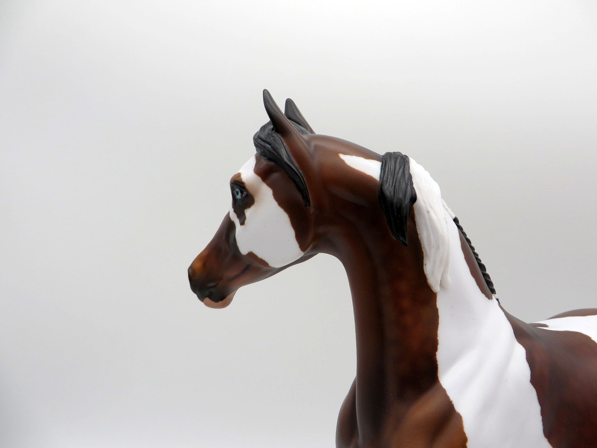 Raiden-OOAK Dapple Bay Pinto Arabian Mare SHCF 2021