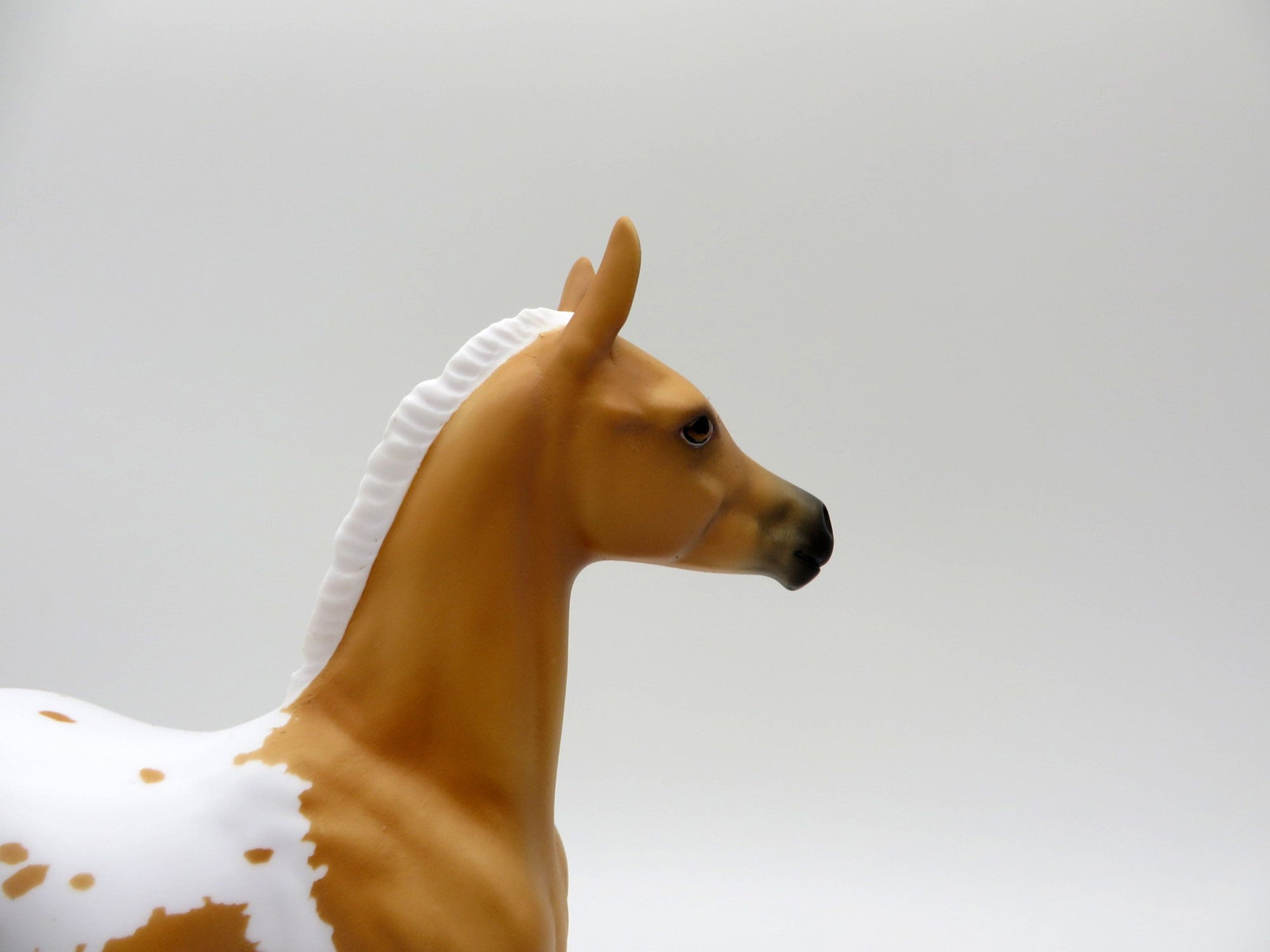 Rana-LE-7 Palomino Appaloosa Arabian Foal 4/16/21