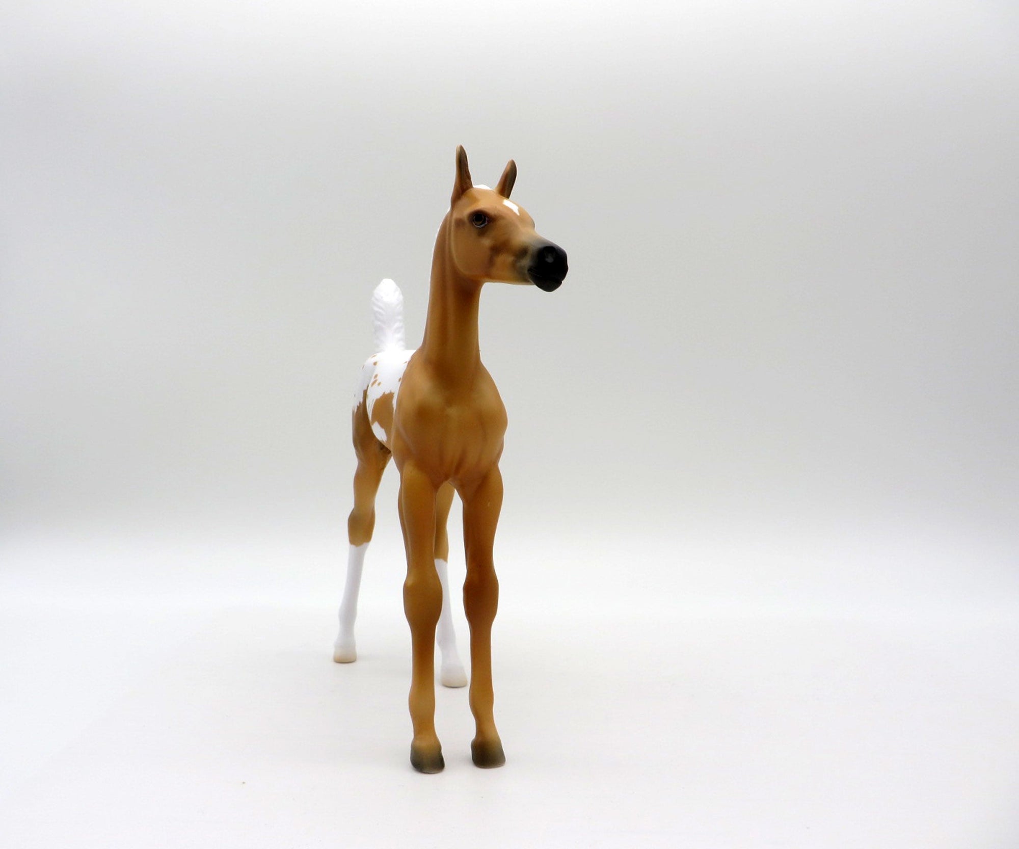 Rana-LE-7 Palomino Appaloosa Arabian Foal 4/16/21