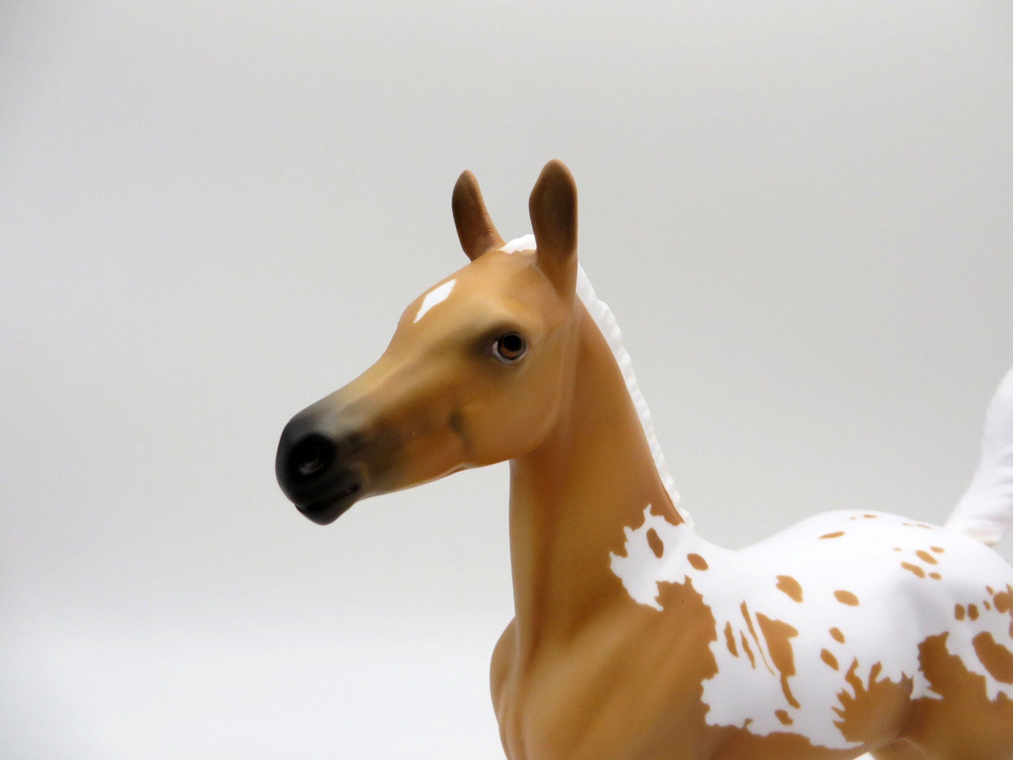 Rana-LE-7 Palomino Appaloosa Arabian Foal 4/16/21