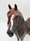 Rapid Fire-OOAK Dapple Liver Chestnut Morgan By Myla Pearce 5/19/23