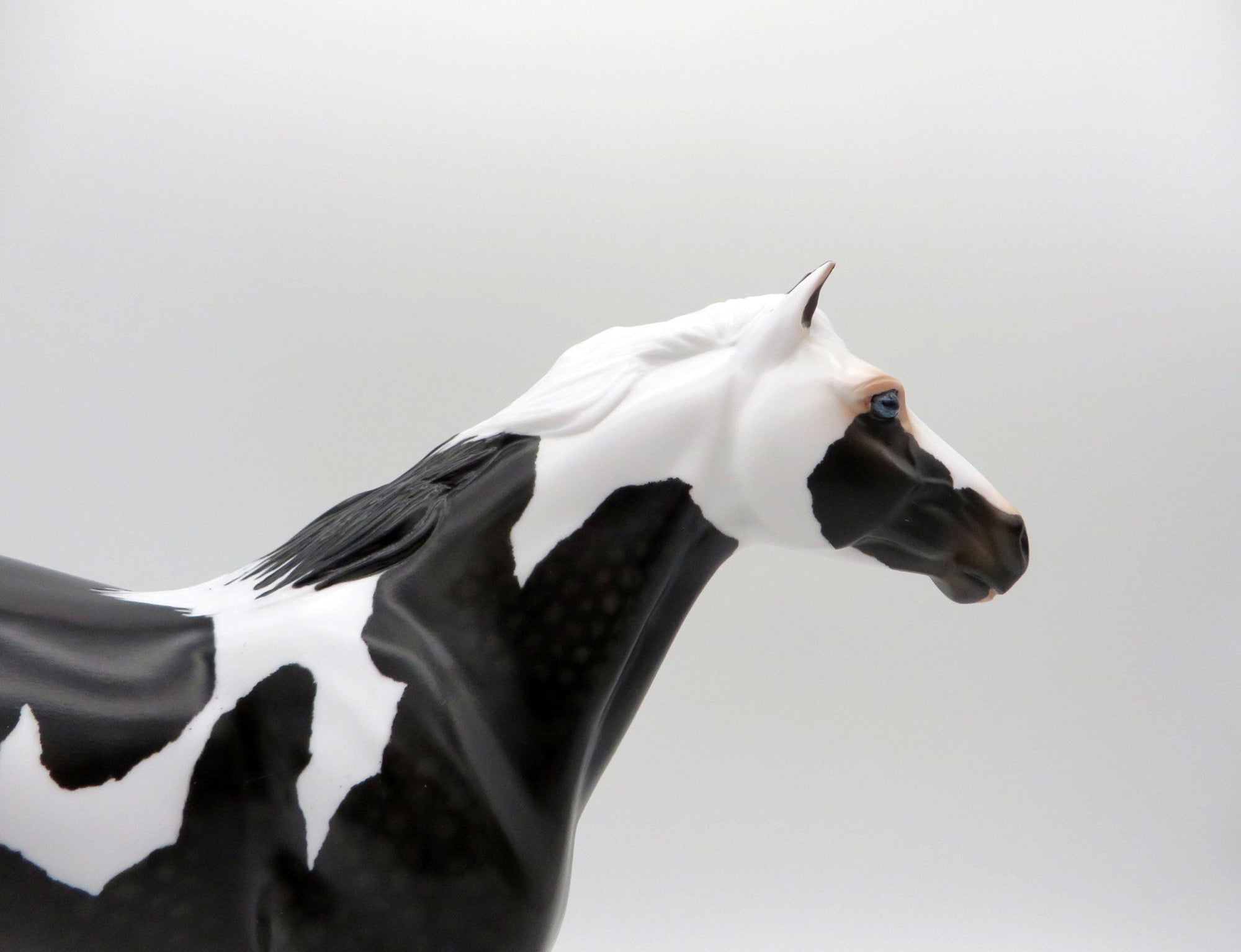 Renegade-OOAK Dapple Black Pinto Mustang SHCF 2021
