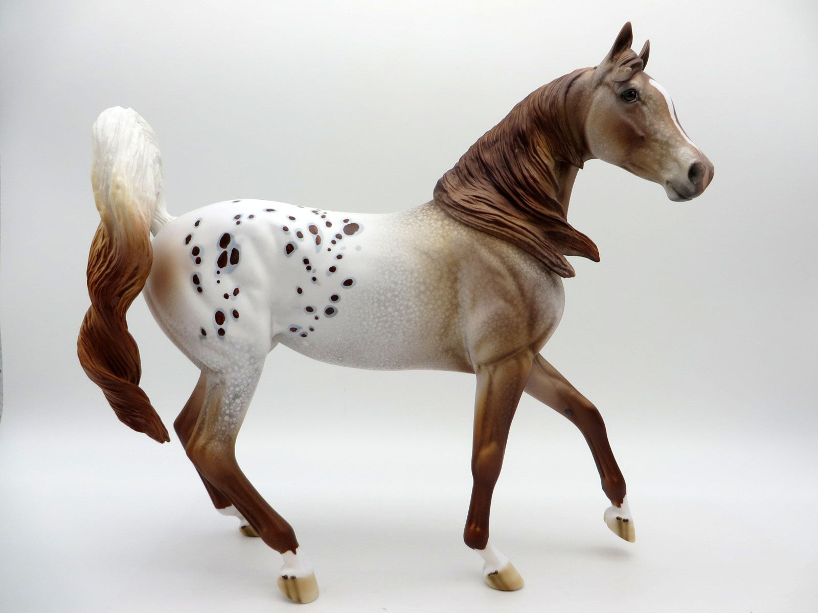 Rosa-LE-15 Chestnut Appaloosa Arabian Mare EQ 2021