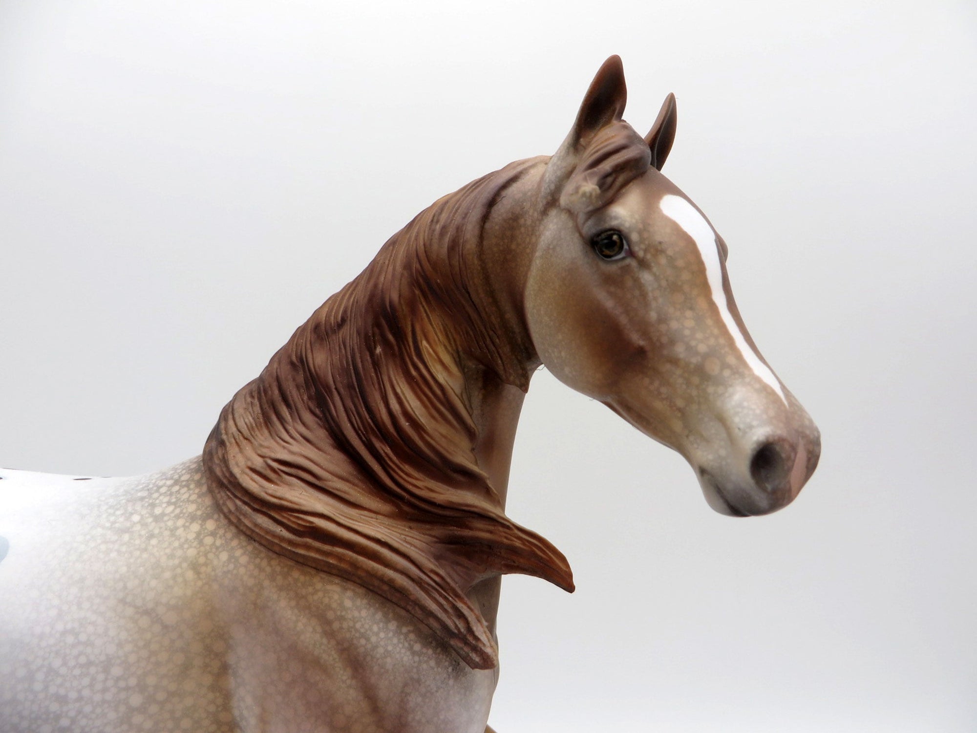 Rosa-LE-15 Chestnut Appaloosa Arabian Mare EQ 2021