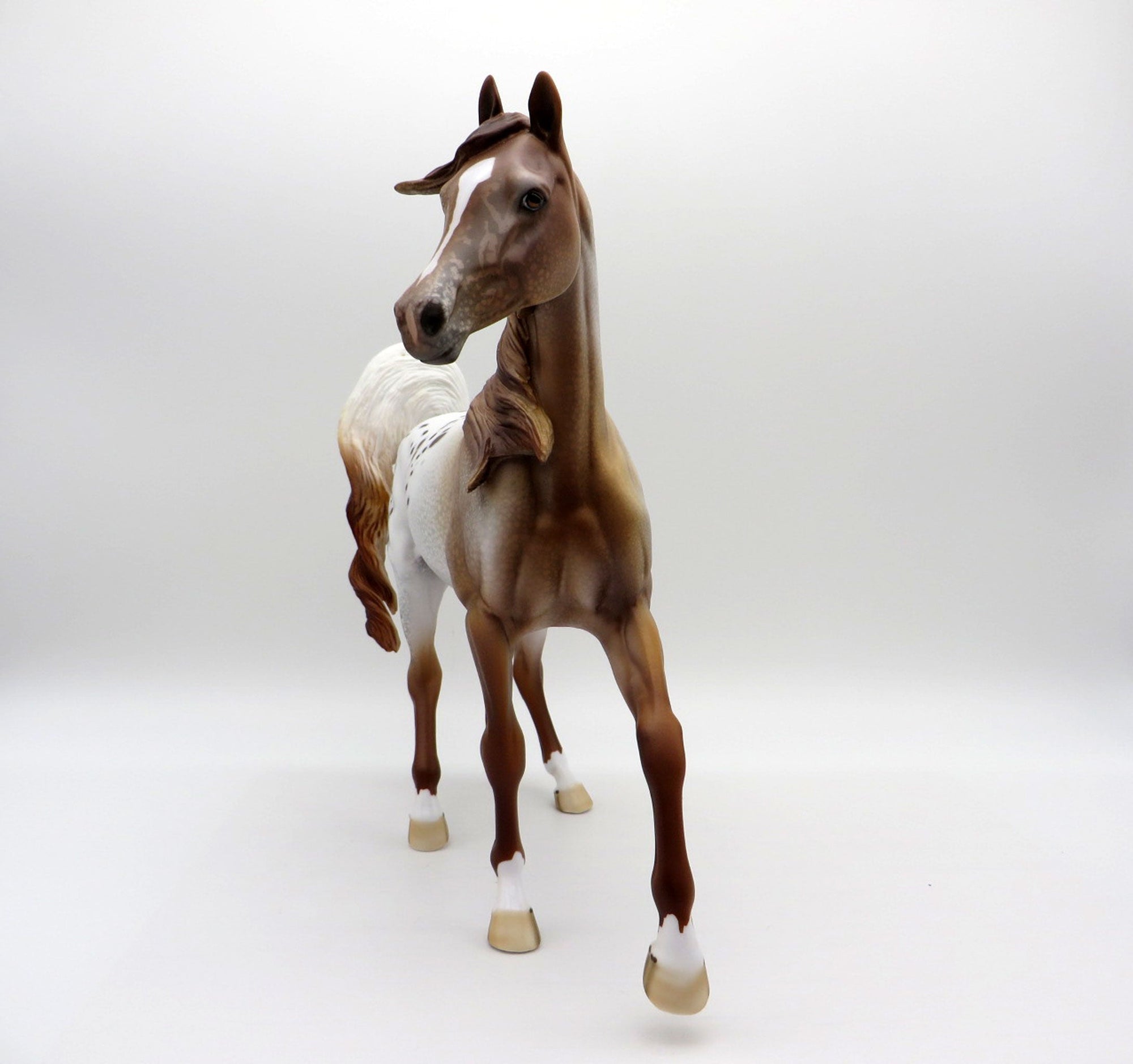 Rosa-LE-15 Chestnut Appaloosa Arabian Mare EQ 2021