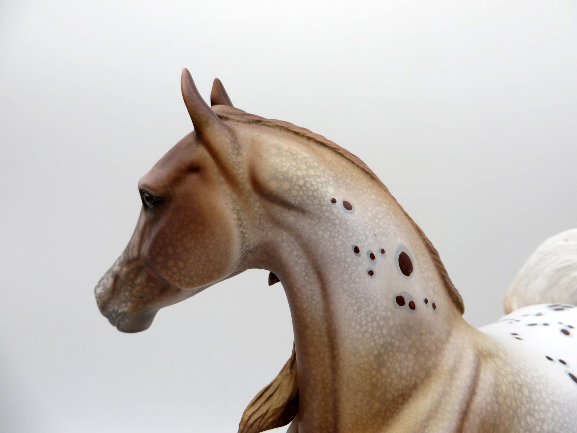 Rosa-LE-15 Chestnut Appaloosa Arabian Mare EQ 2021