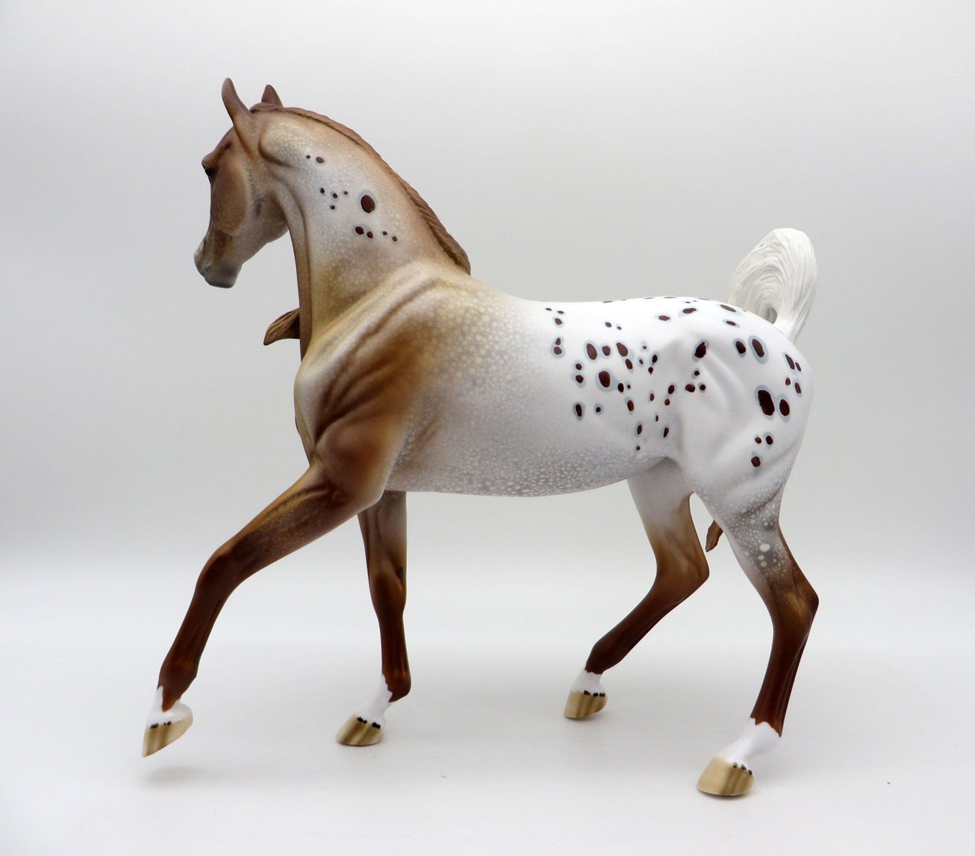Rosa-LE-15 Chestnut Appaloosa Arabian Mare EQ 2021