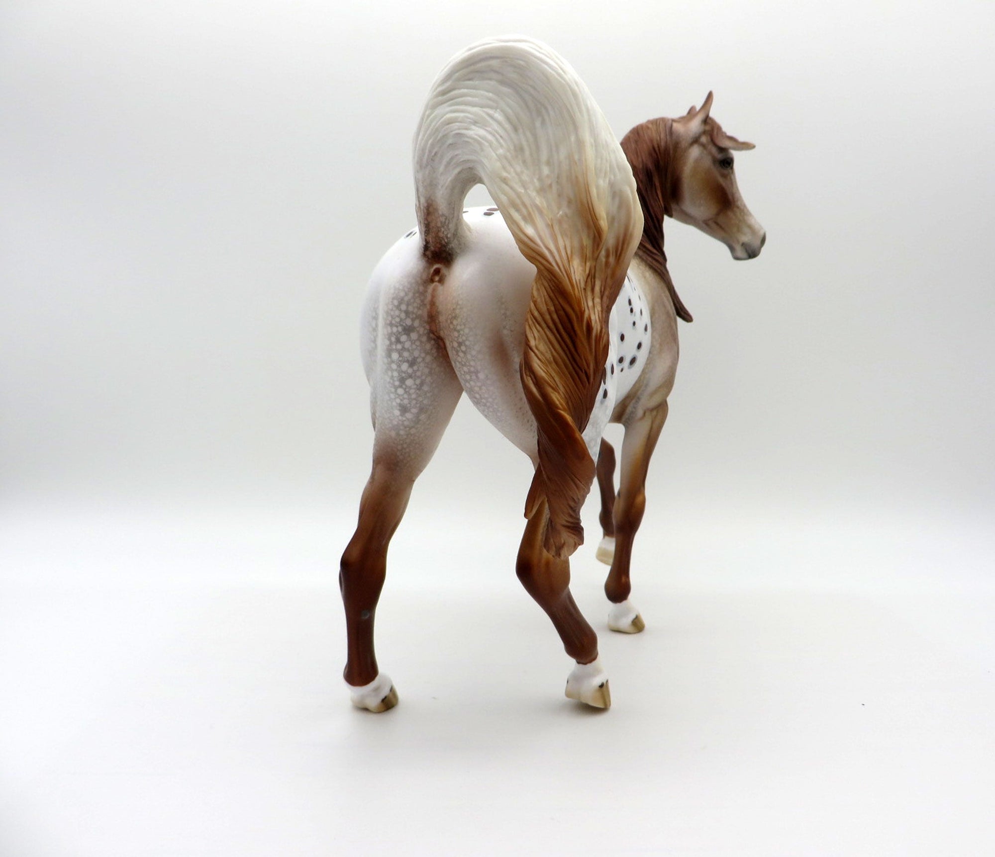 Rosa-LE-15 Chestnut Appaloosa Arabian Mare EQ 2021