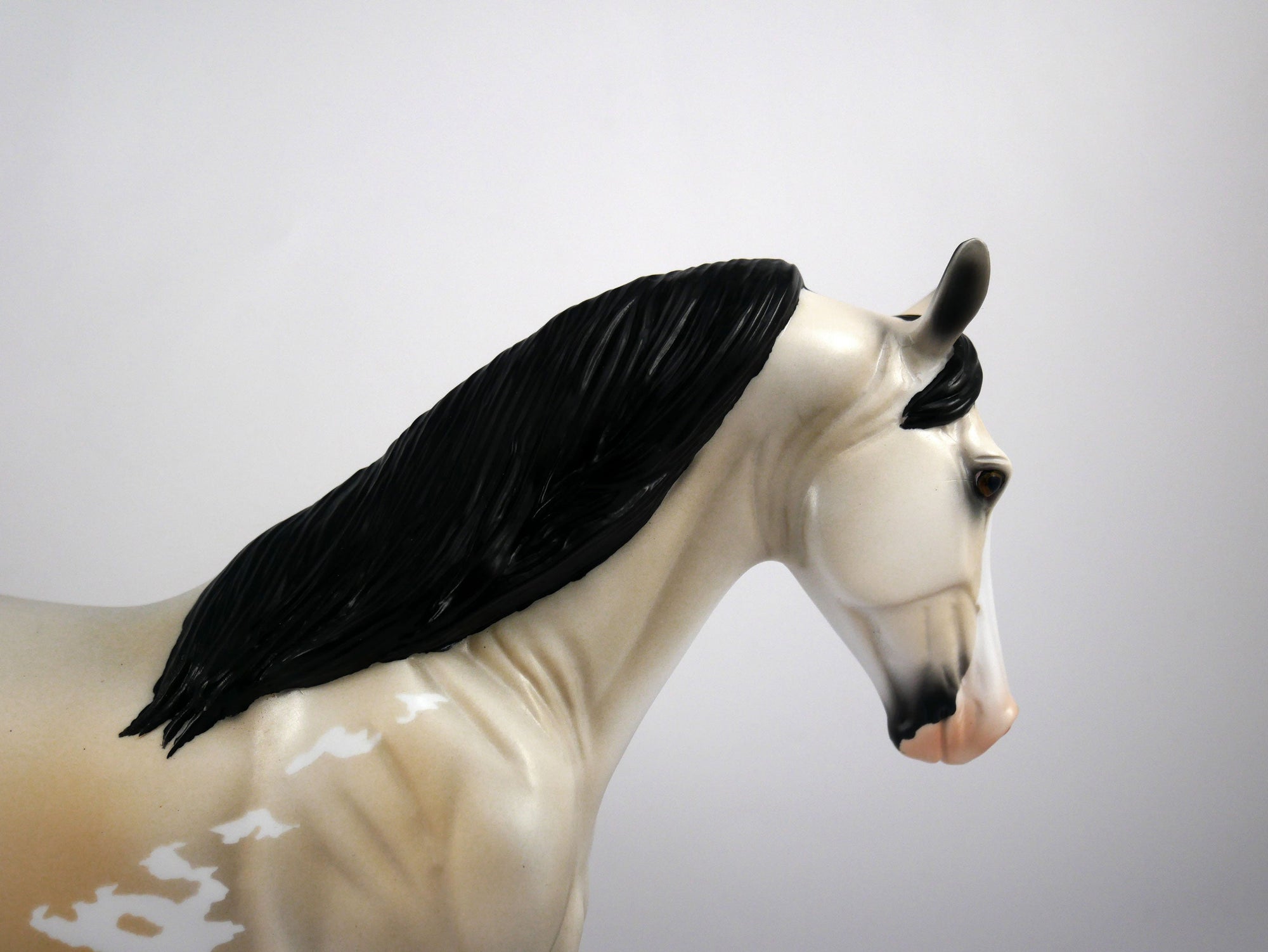 Roy-OOAK Buckskin Paint Tennessee Walker by Ellen 1/29/21