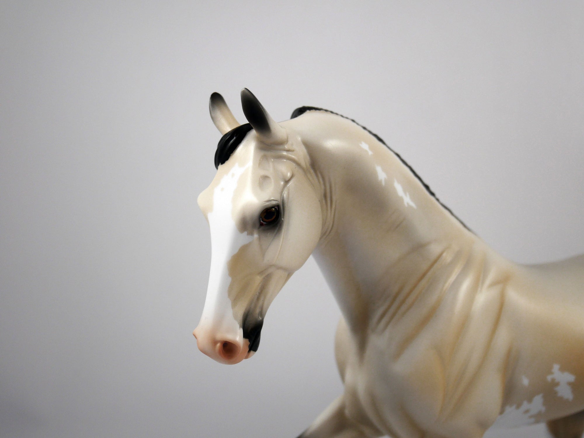 Roy-OOAK Buckskin Paint Tennessee Walker by Ellen 1/29/21