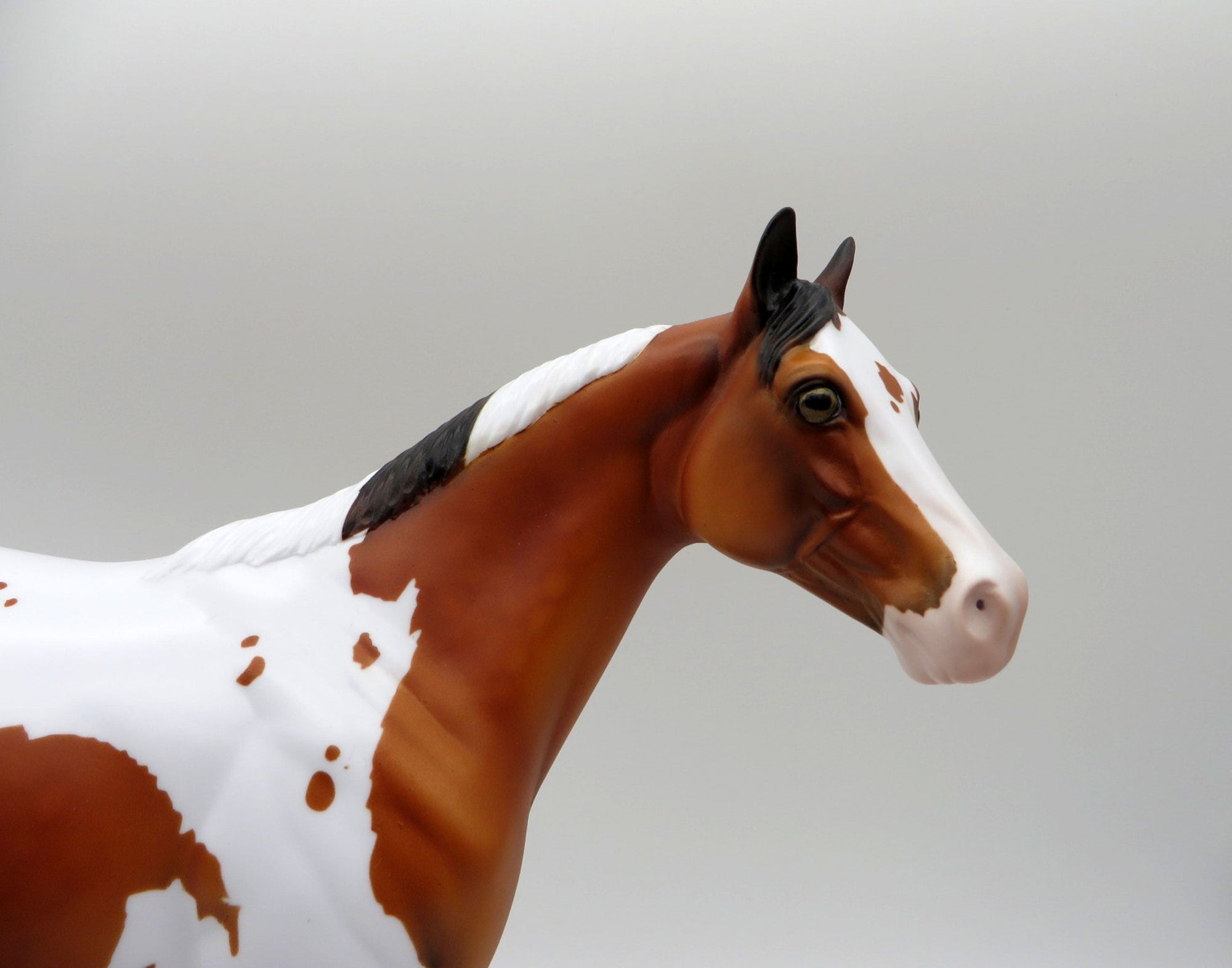 Ruger-LE-3 Dapple Bay Pinto By Dawn Quick  ISH 5/21/21