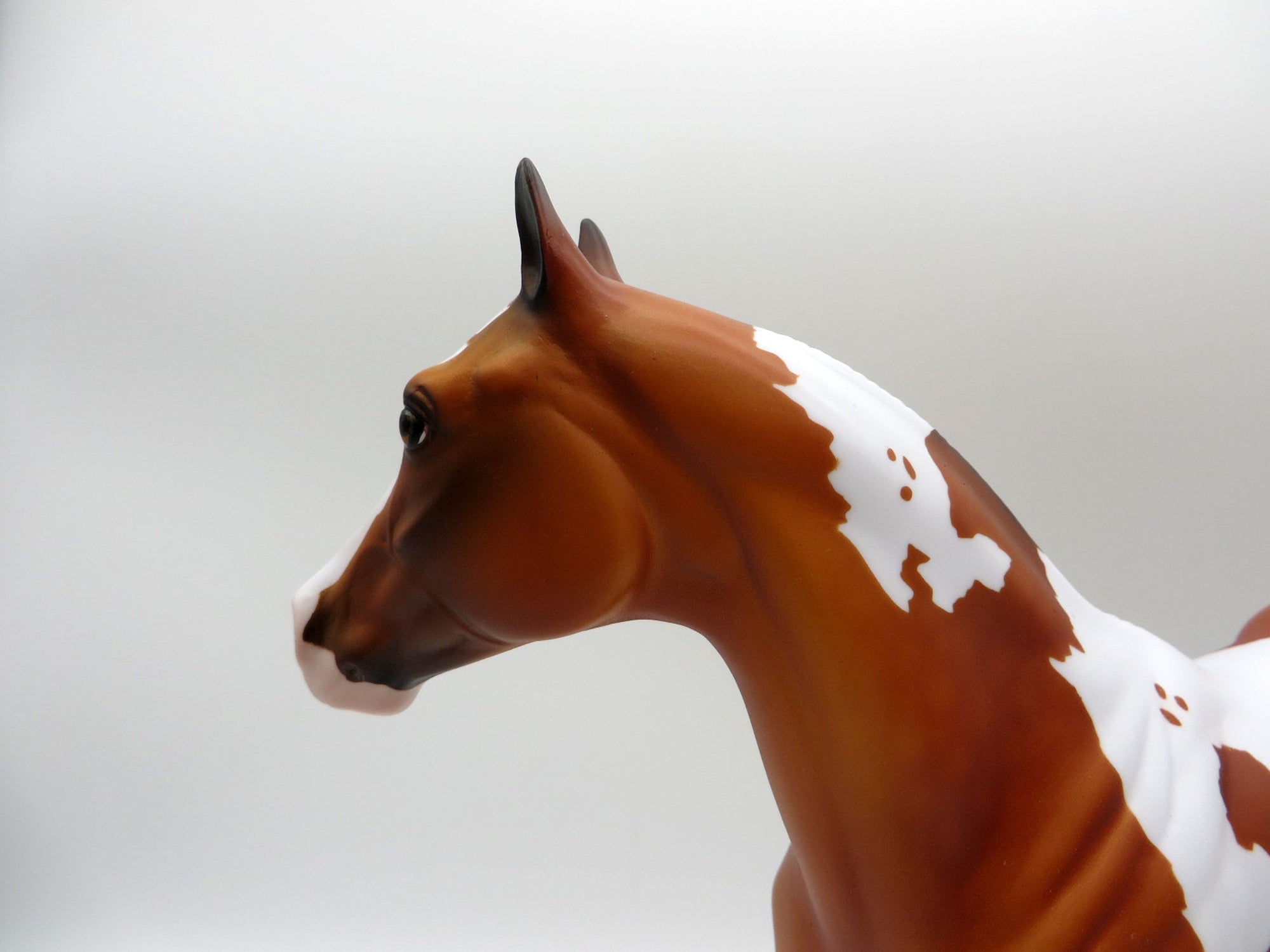 Ruger-LE-3 Dapple Bay Pinto By Dawn Quick  ISH 5/21/21