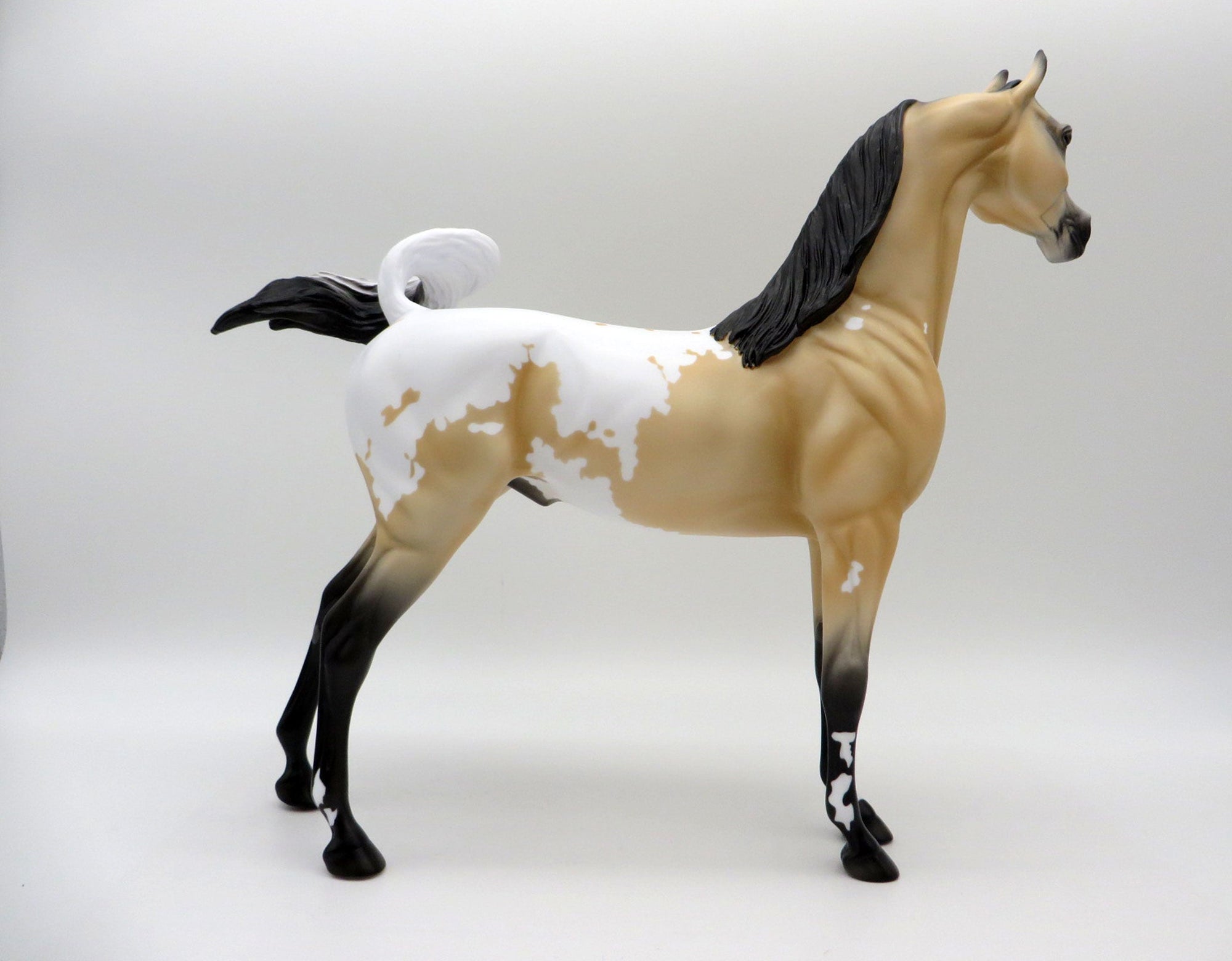 Sagebrush-LE-2 Buckskin Appaloosa Arabian 5/14/21