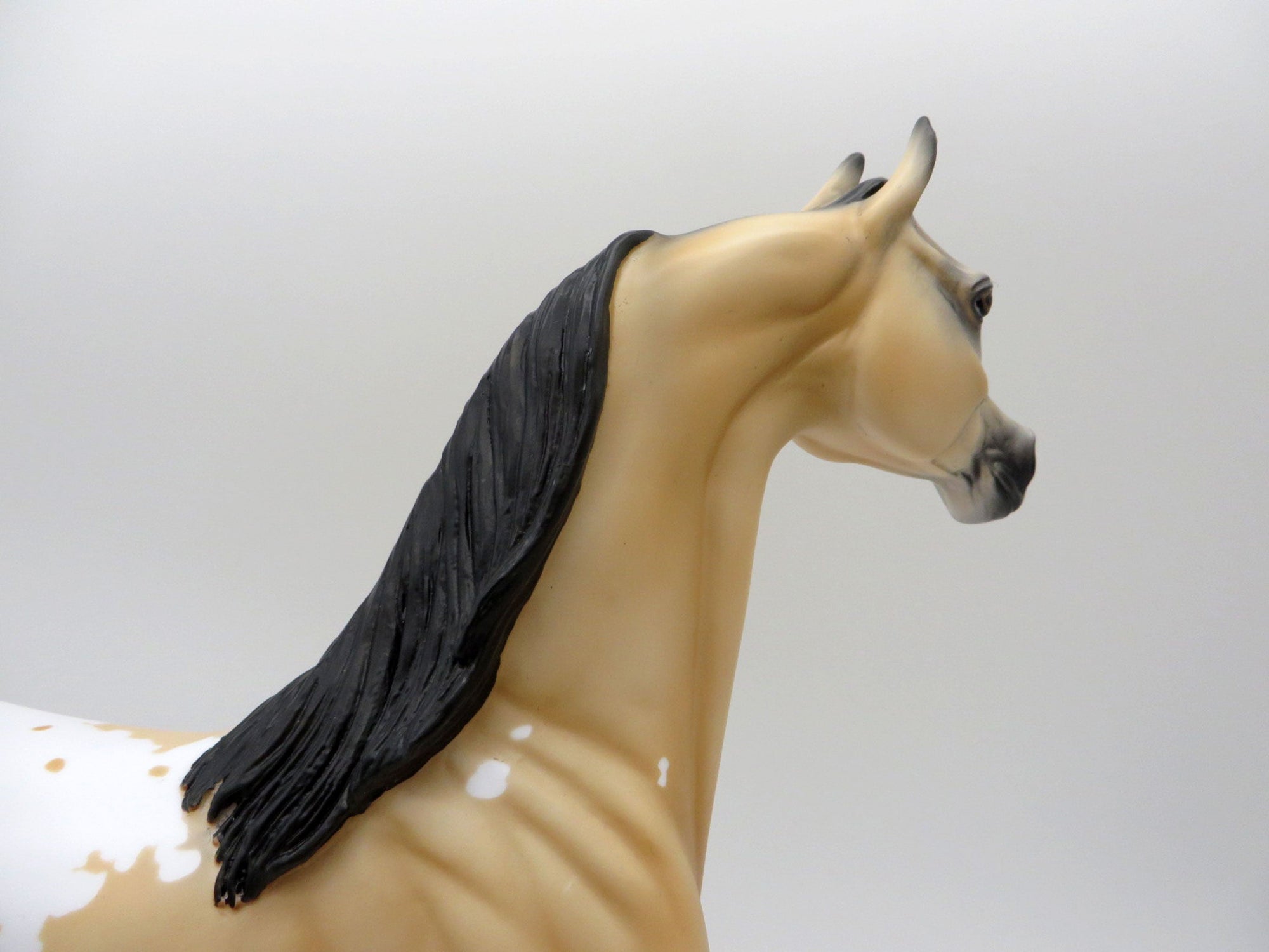 Sagebrush-LE-2 Buckskin Appaloosa Arabian 5/14/21