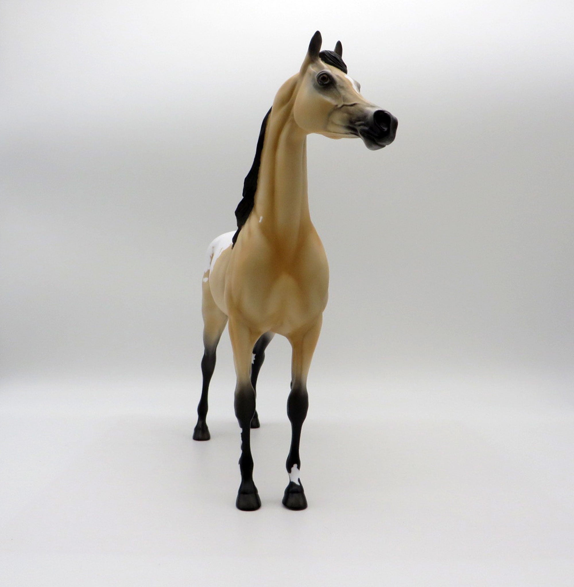 Sagebrush-LE-2 Buckskin Appaloosa Arabian 5/14/21