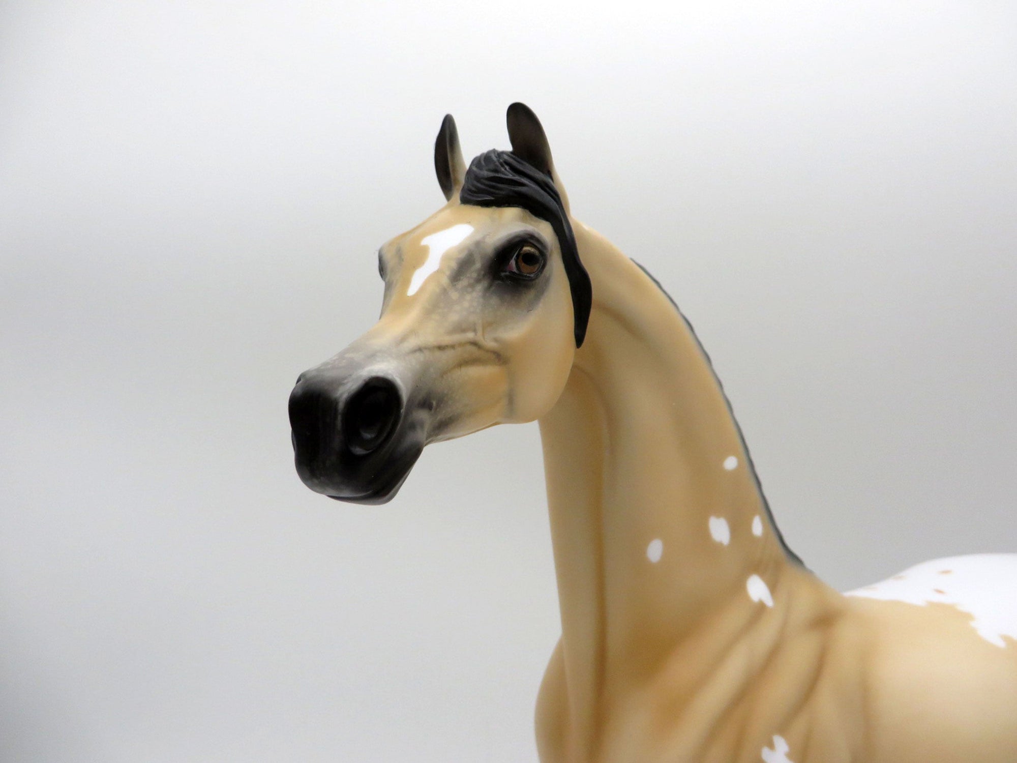 Sagebrush-LE-2 Buckskin Appaloosa Arabian 5/14/21