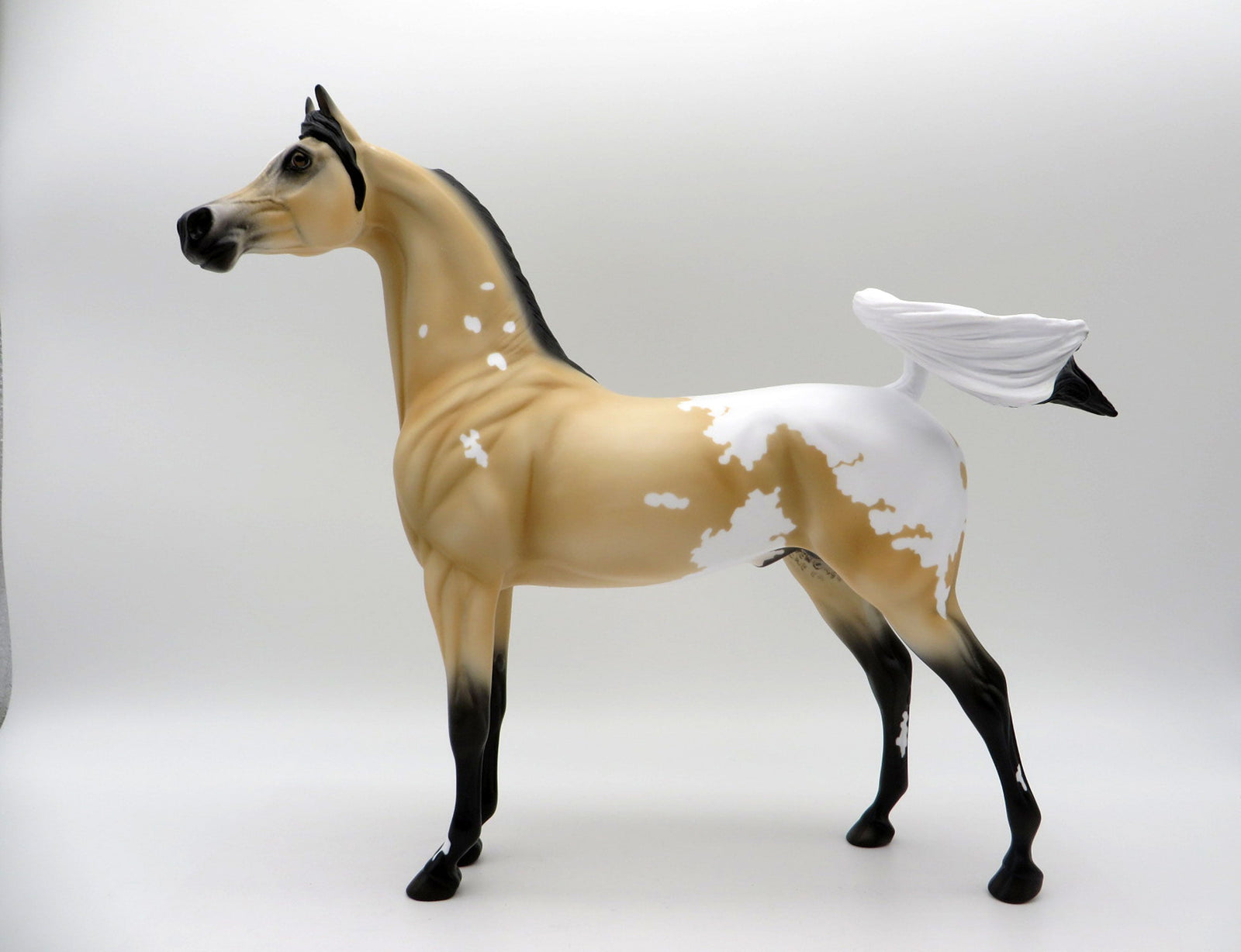 Sagebrush-LE-2 Buckskin Appaloosa Arabian 5/14/21