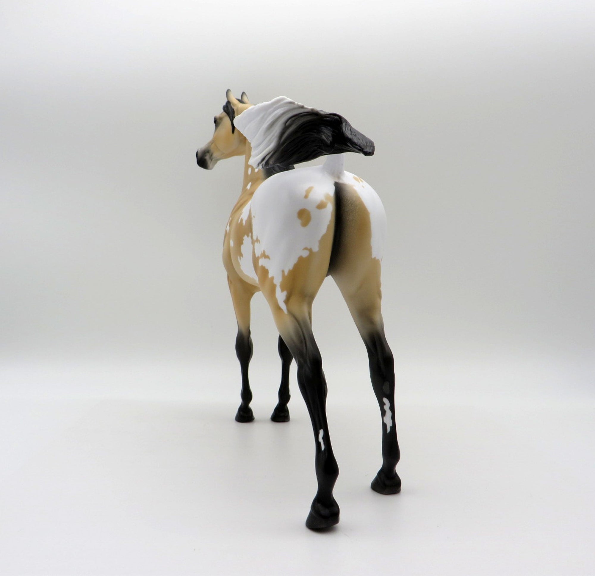 Sagebrush-LE-2 Buckskin Appaloosa Arabian 5/14/21