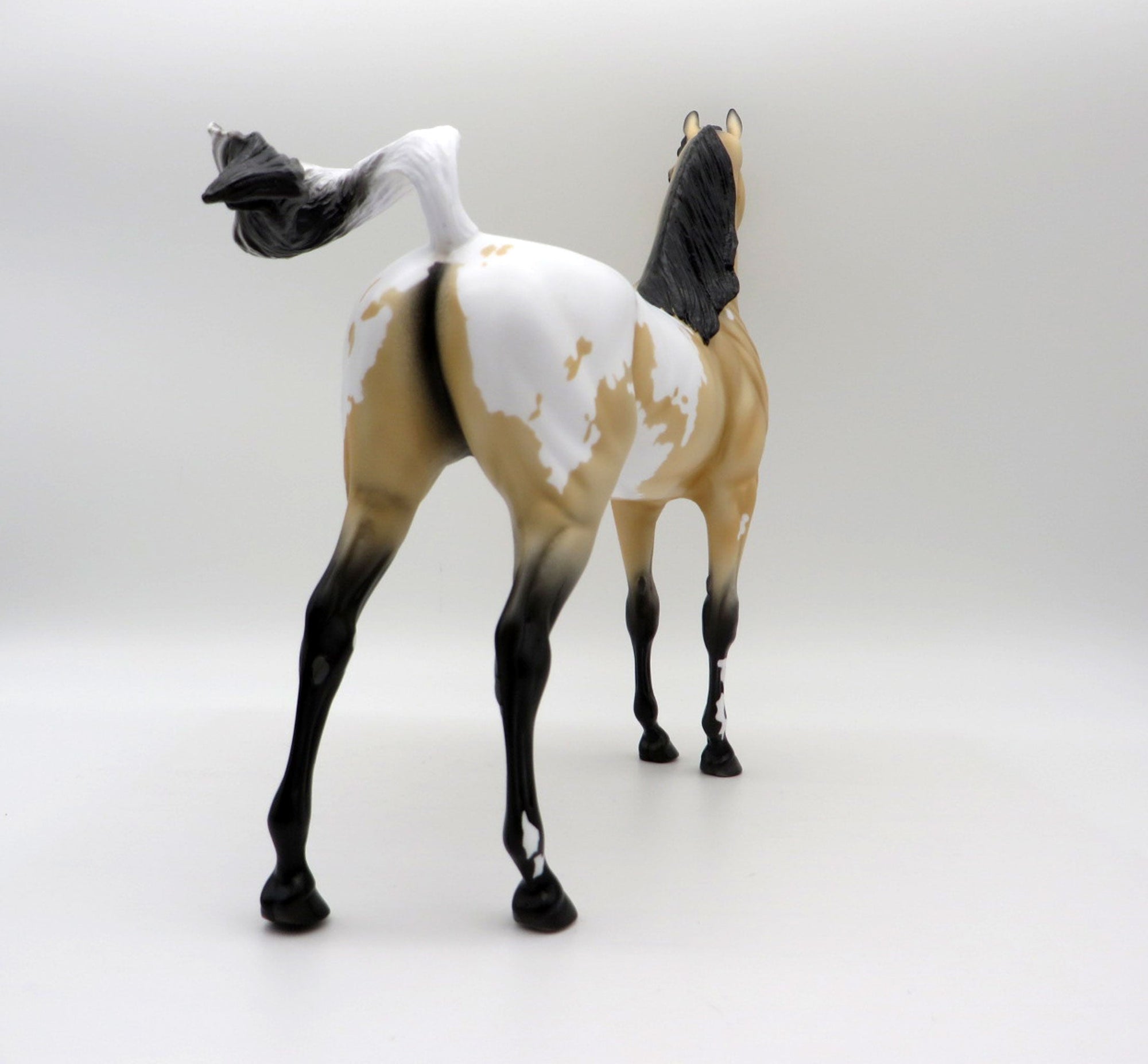 Sagebrush-LE-2 Buckskin Appaloosa Arabian 5/14/21