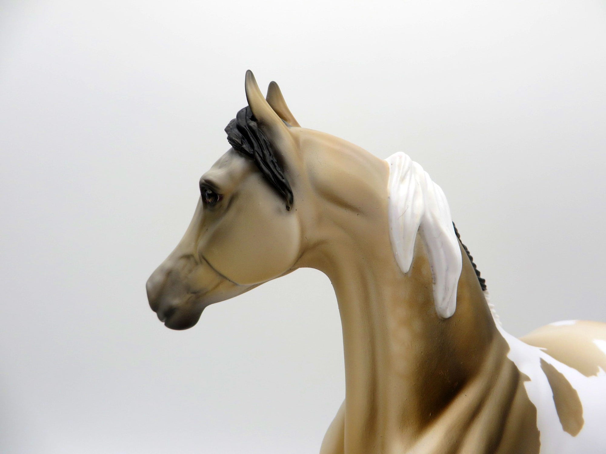 Sandstorm-OOAK Buckskin Paint Arabian Mare SHCF 2021