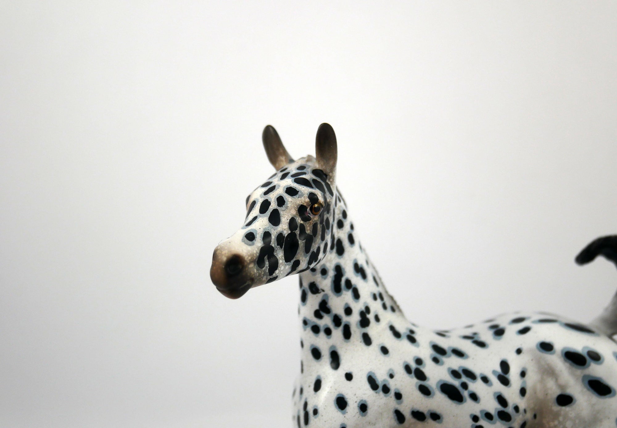 Score-OOAK Loud Appaloosa  Arabian Foal Painted by Audrey Dixon SB21