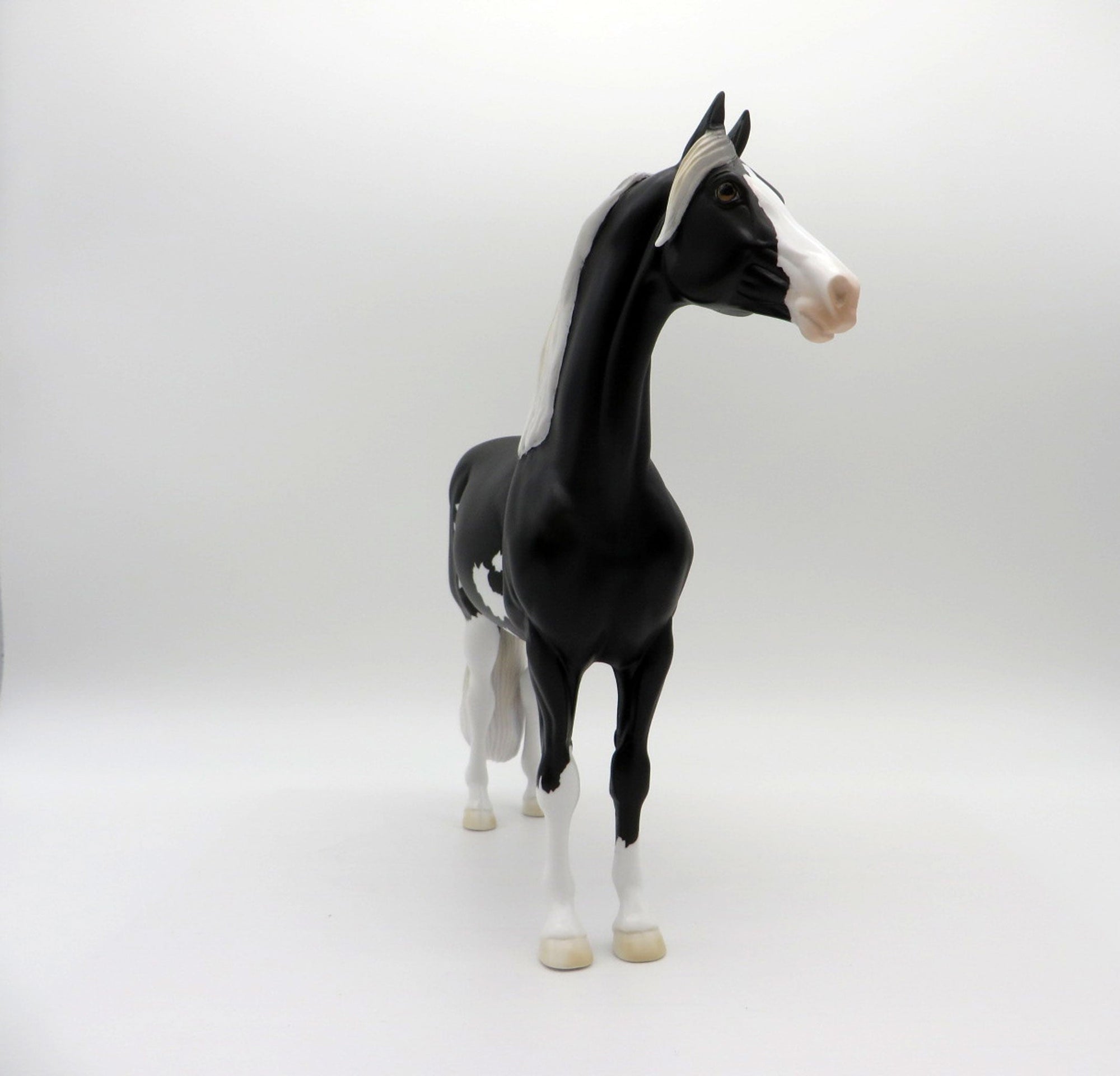 Scorpius-OOAK Black Pinto Morgan SHCF 2021